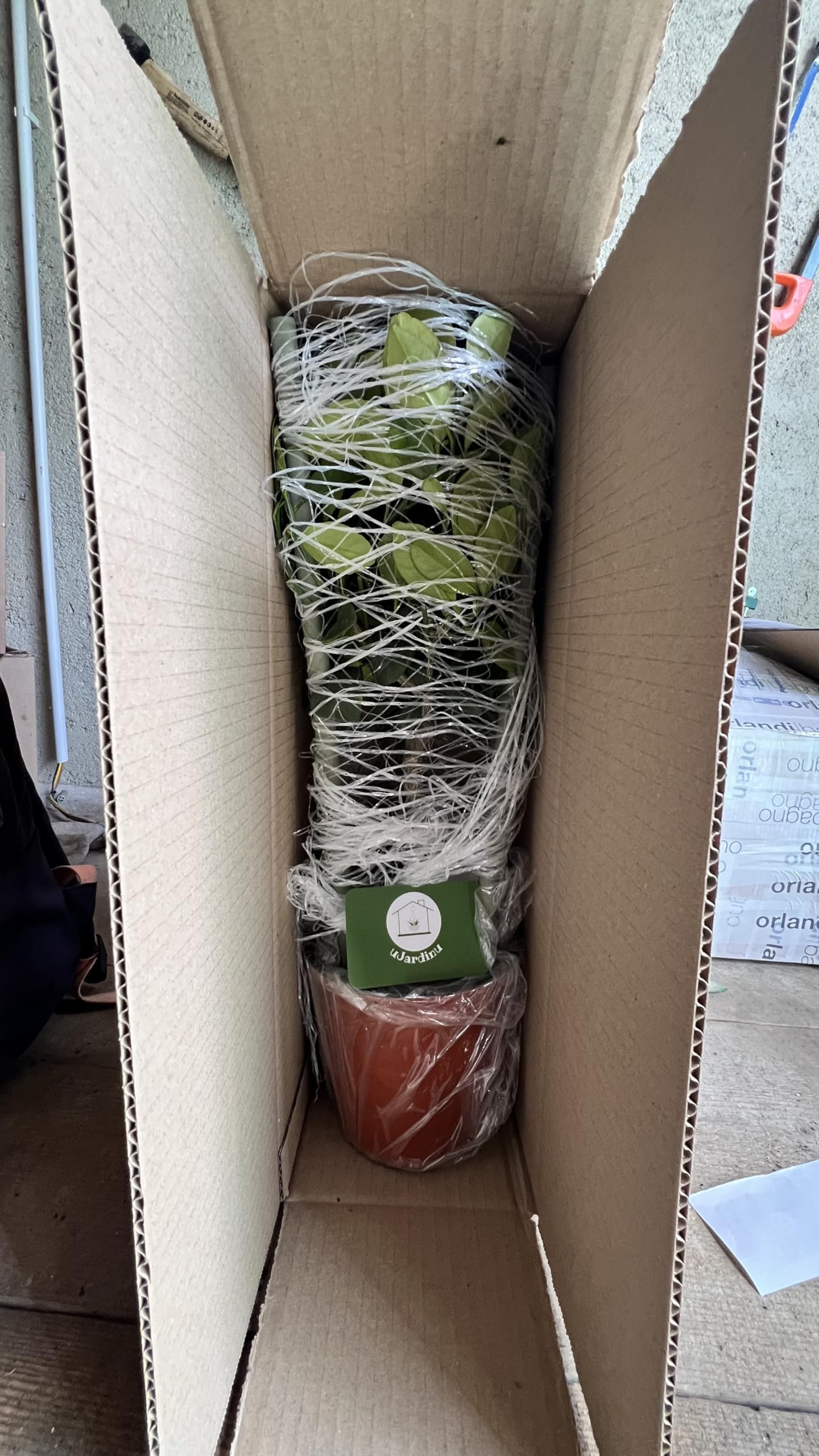 Calamondino in Vaso Ø15 cm – Agrume Ornamentale e Fruttifero – Prodotto in Sicilia dal Vivaio uJardinu – Pianta da Interno o Esterno, Sempreverde e Resistente