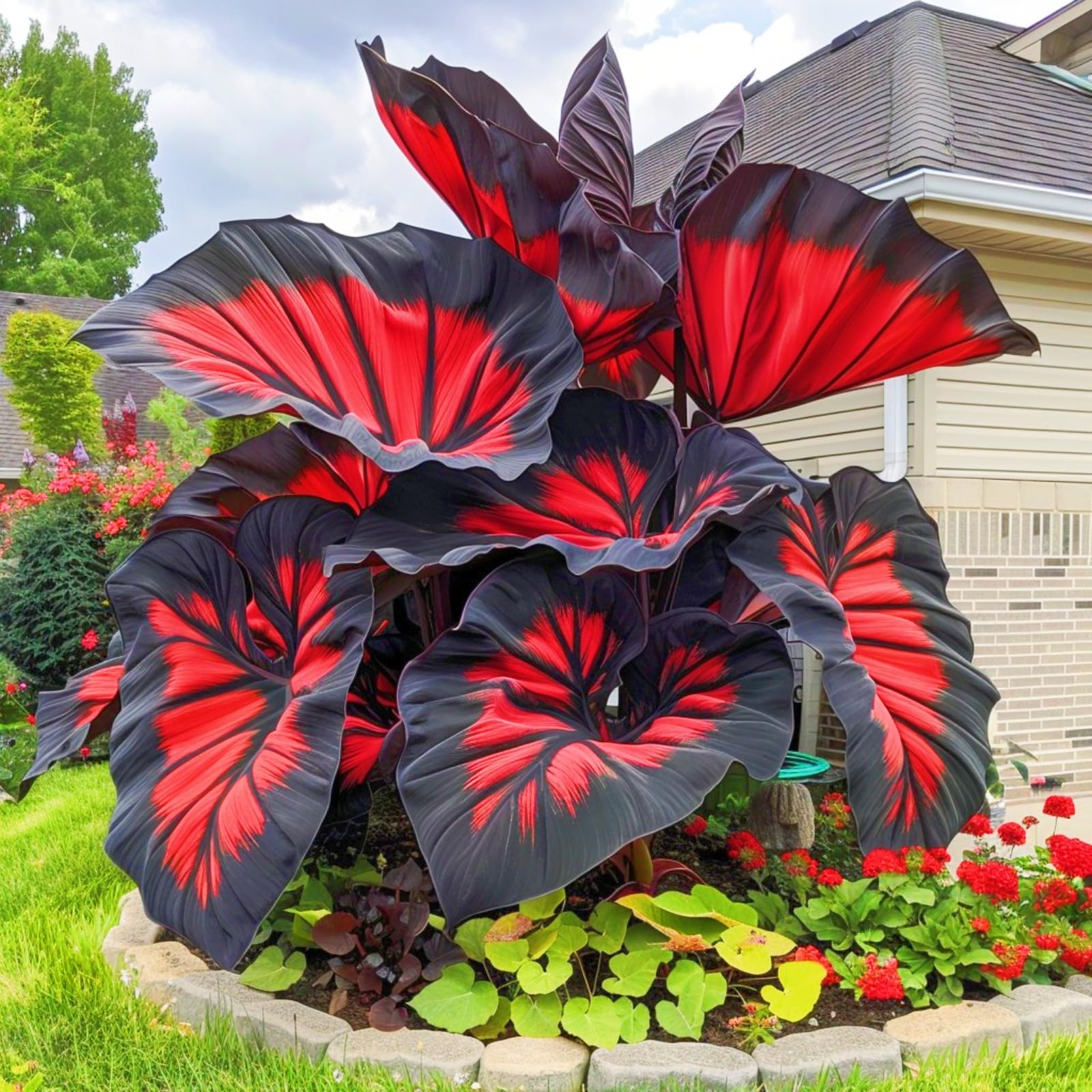 Rare Elephant Ears Elephant Ear Plant Elephant Ear Bulbs Ornamental Flowers/Plant Bulbs/Wedding Flowers-5bulbs-e