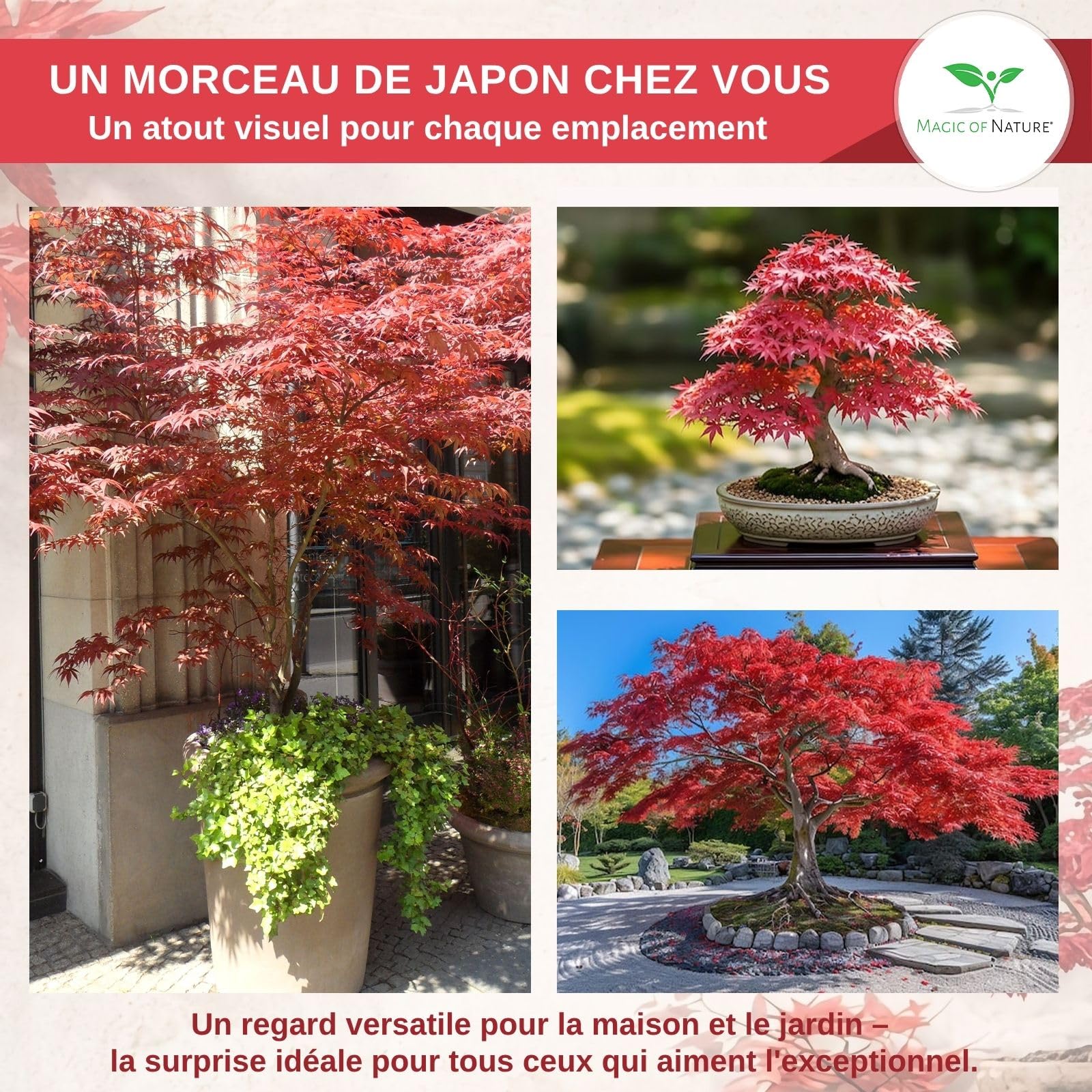 Magic of Nature: Graines d'Érable du Japon Rouge (20 Pcs) - Adapté au Bonsaï
