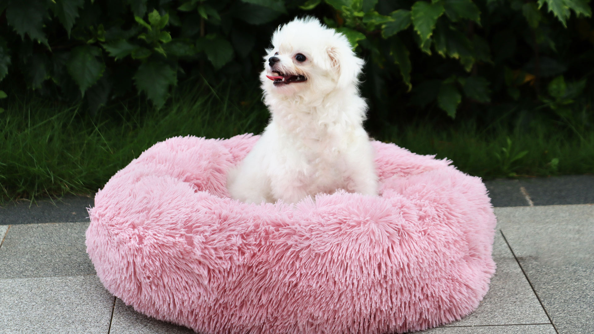 Cuccia Per Gatti Ovale AYADA - Cotone Lavabile, Diametro 40cm, Grigio, Resistente Ai Graffi - Foto 12