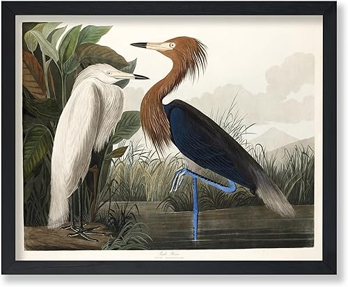 Poster Master Póster vintage de James Audubon  Impresión retro de garza morada  Arte de aves de América  Regalo para hombres, mujeres y amantes de