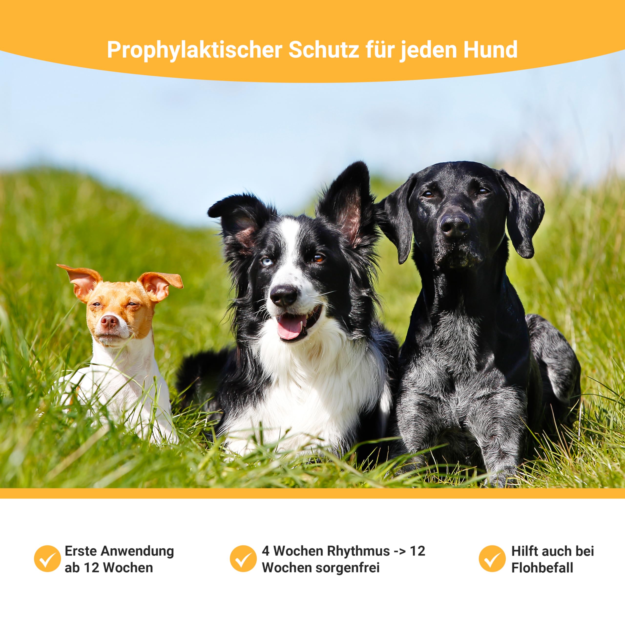 Animal Vita® Spot On Zeckenschutz [zuverlässiger Schutz] Zeckenmittel für Hunde -Zeckenschutz Hund - Spot On für große Hunde (30 bis 50kg)