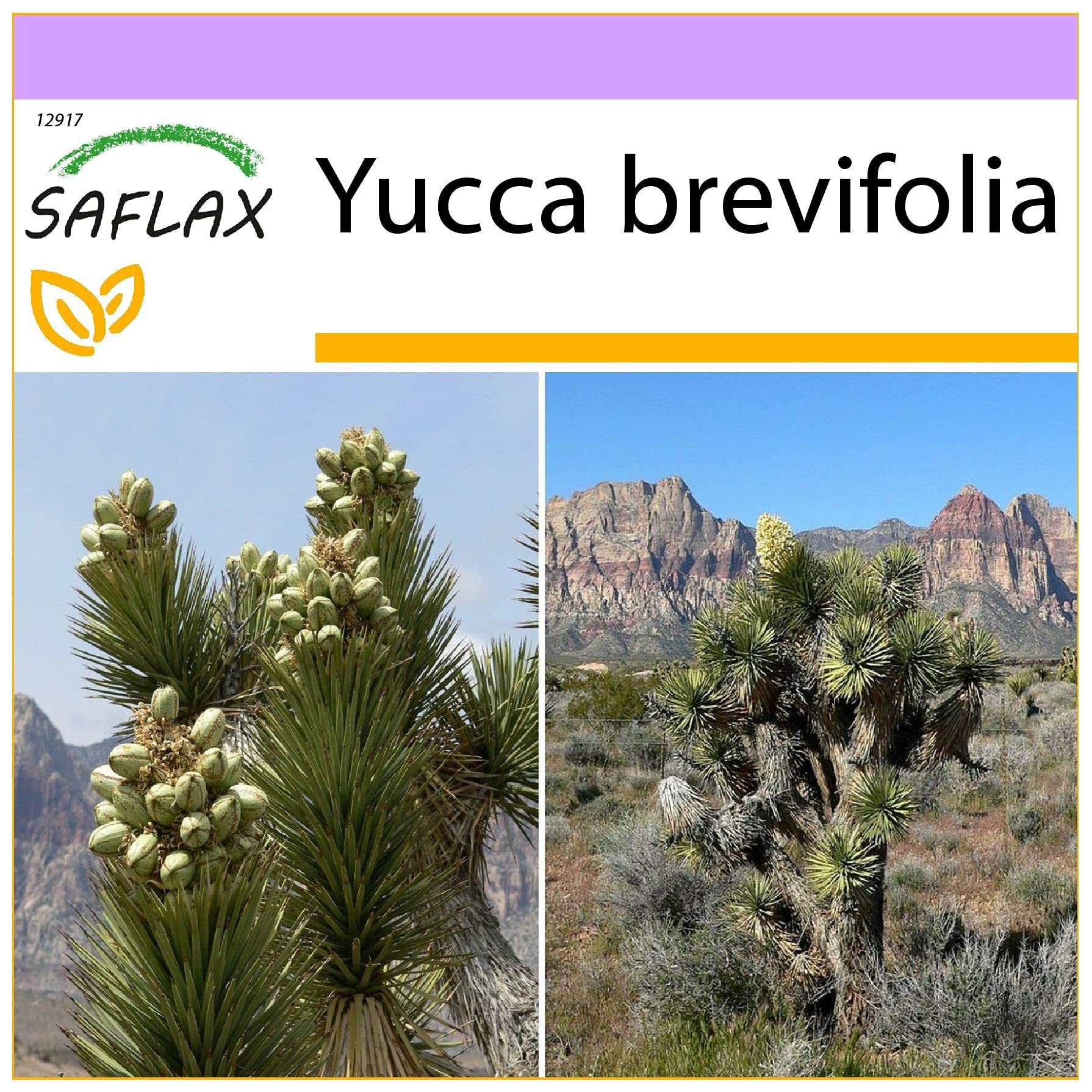SAFLAX - Joshua Tree - 10 Seeds - Yucca brevifolia