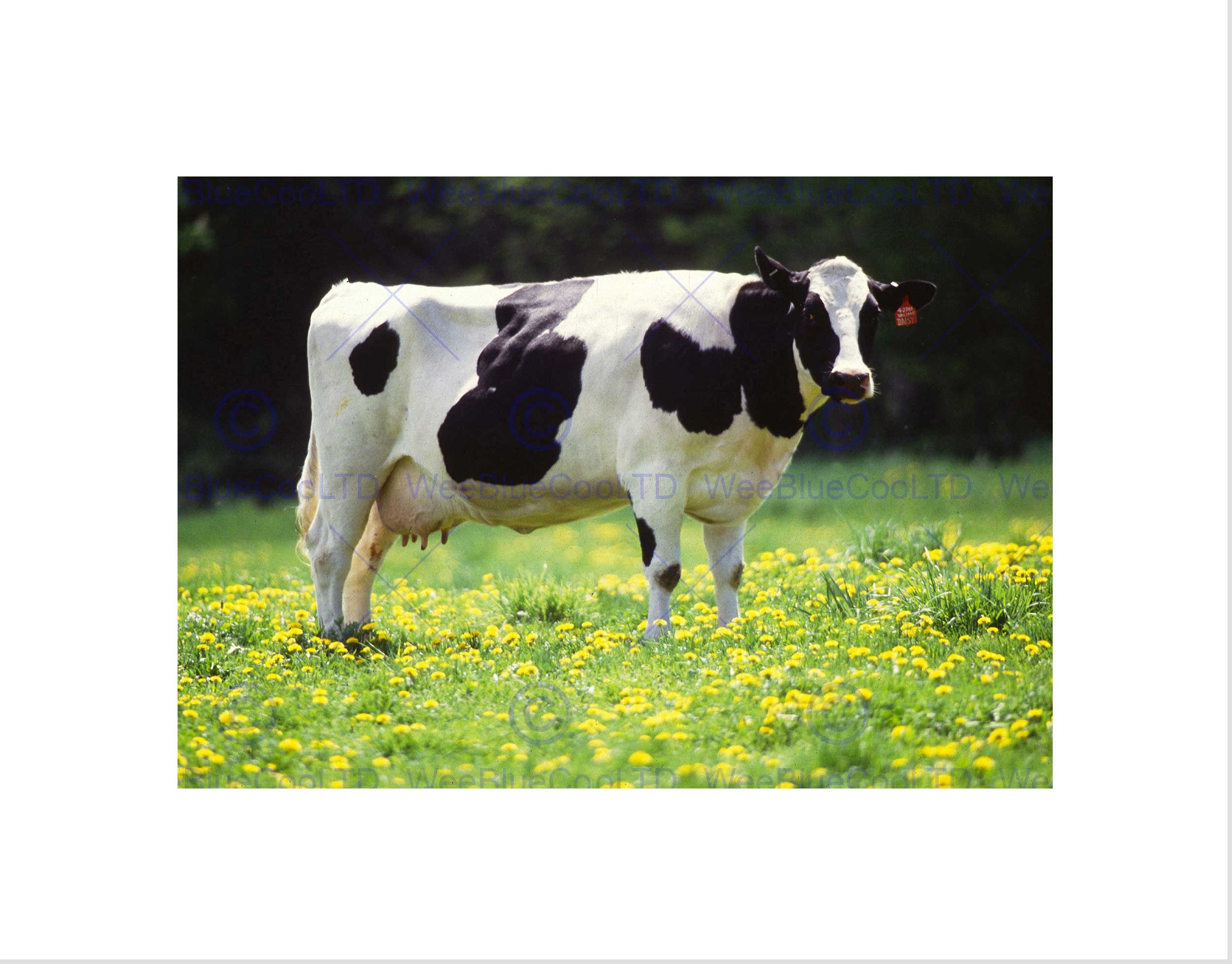Wee Blue Coo Nature Agriculture Farm Animal Cow Friesian Field Wall Art Print