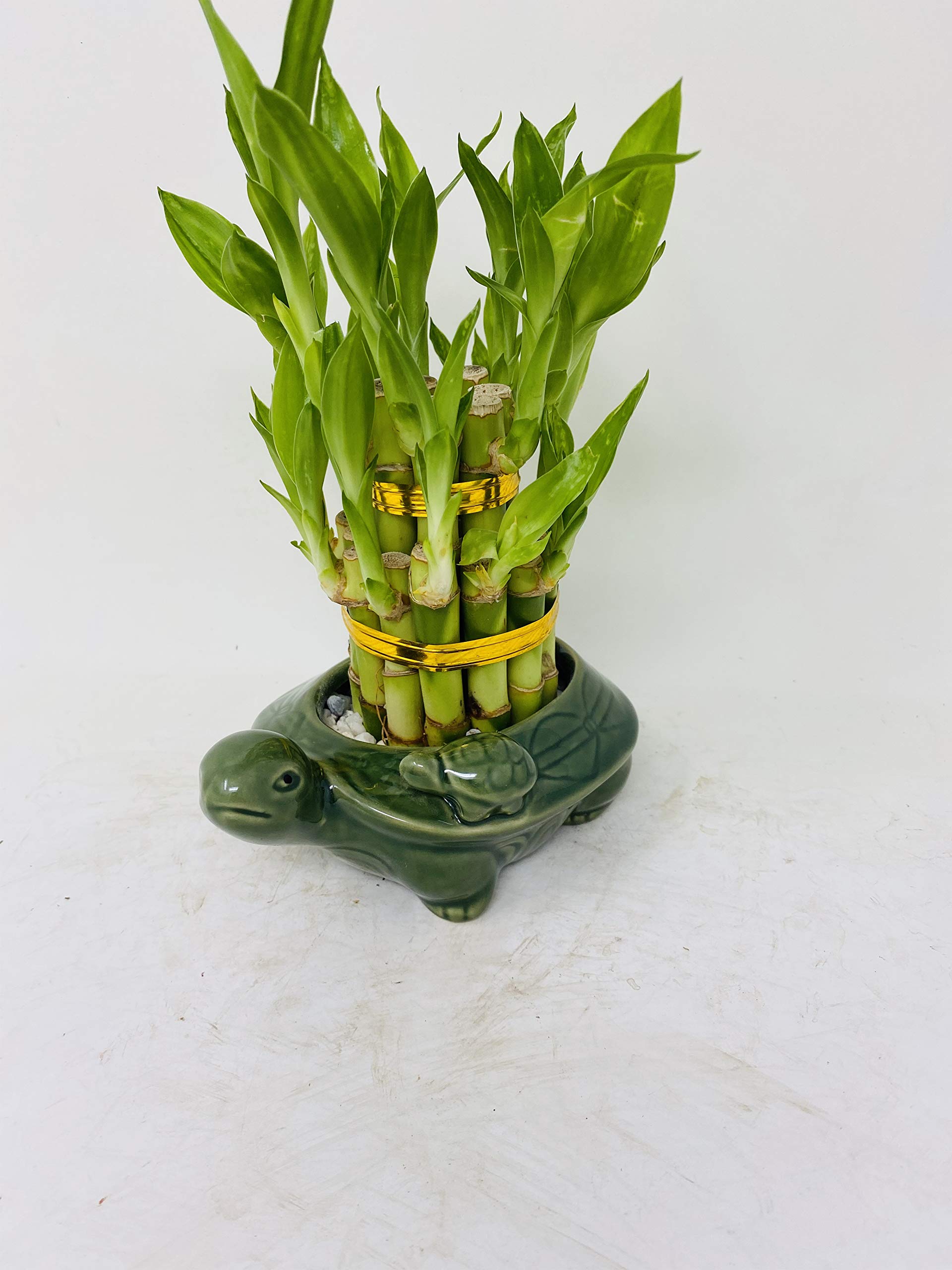 Amazon.com: Lucky Bamboo 2 Tiered Tower w/Turtle Pot - Unique from Jmbamboo  : Grocery & Gourmet Food