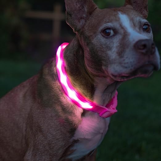 Blazin LED Light Up Dog Collar 1,000 Feet of Visibility