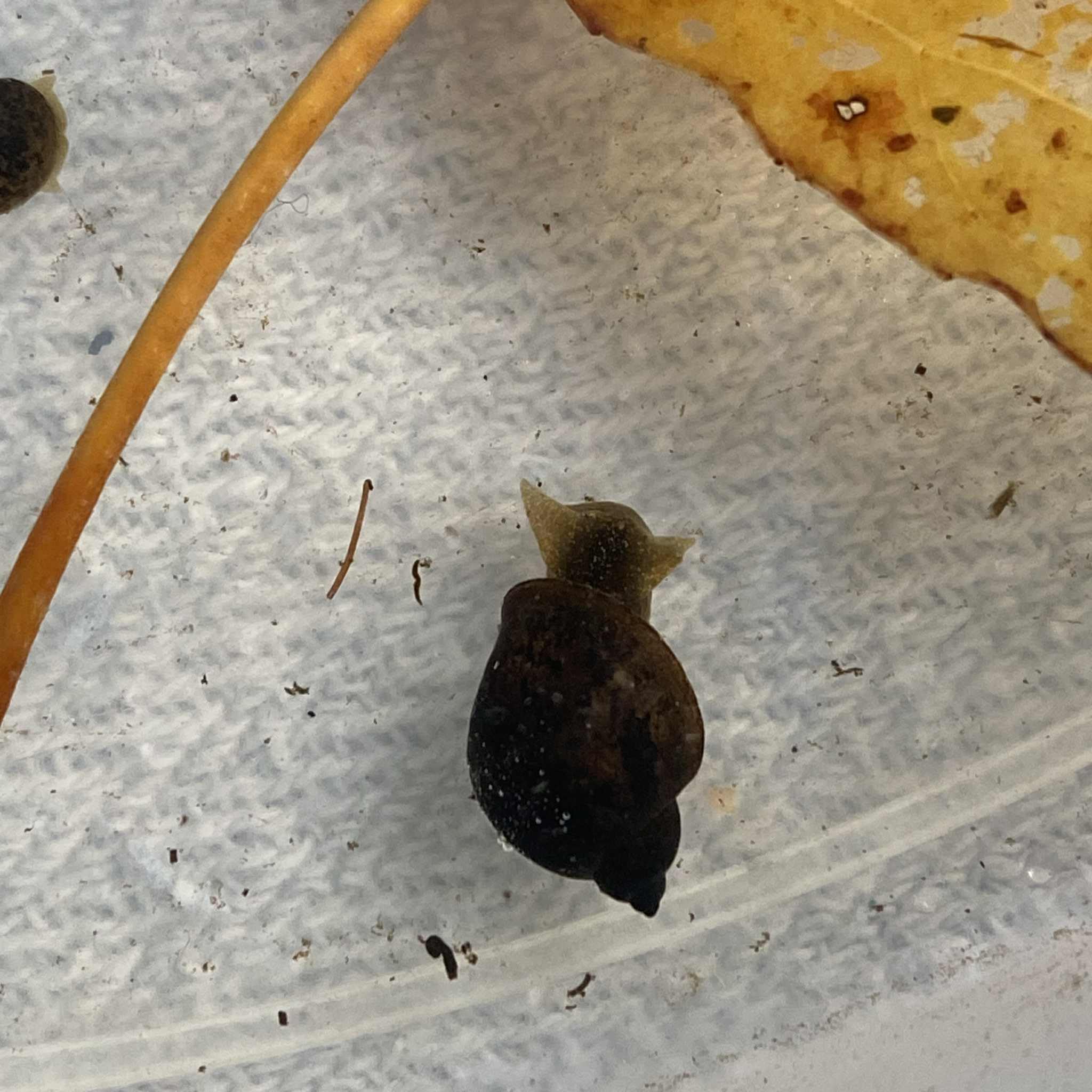 20x Small Wandering Pond Snails UK Native Snails Pack Superb Algae Eaters Live Pond Snail Fish Bog