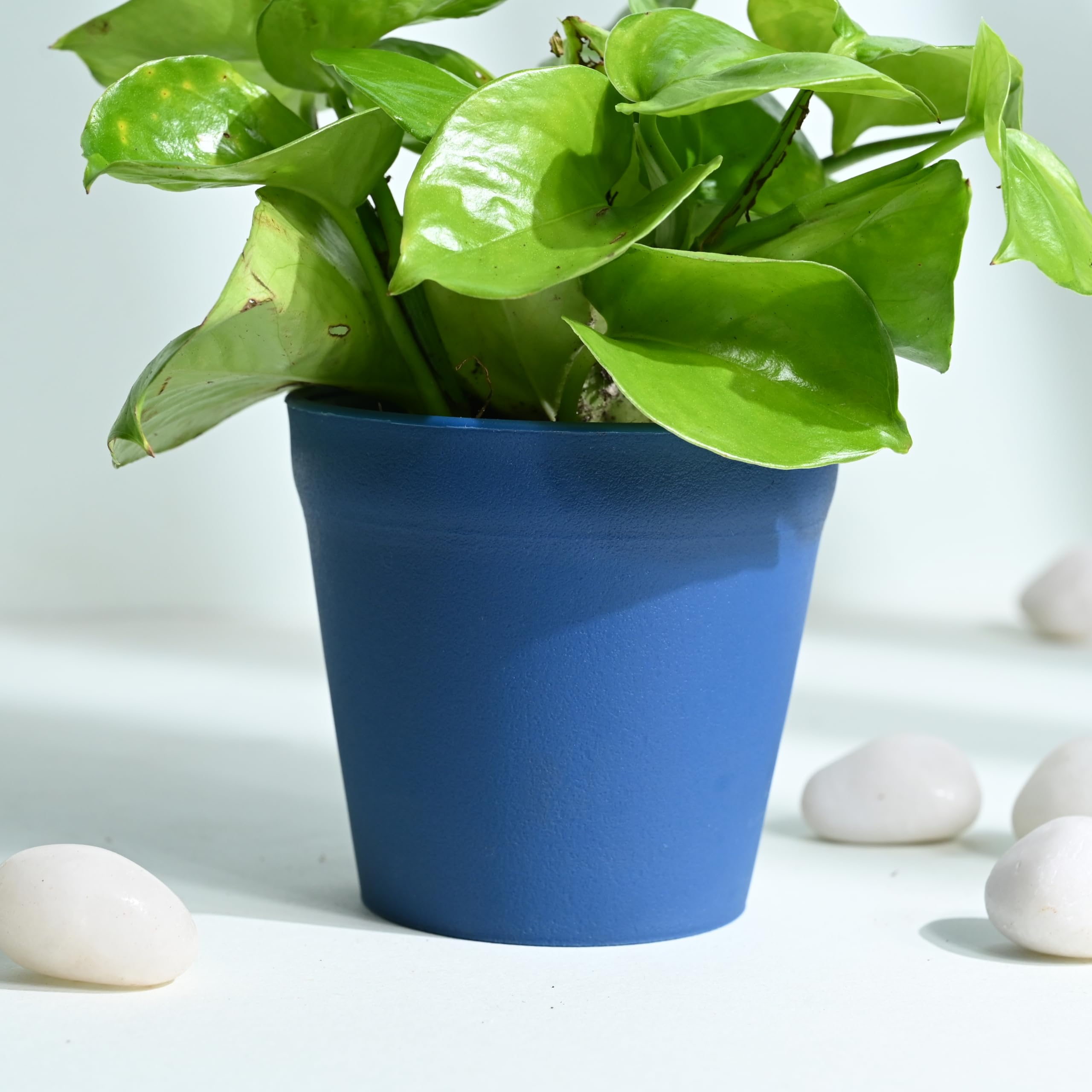 spider repellent plants Fresh Cab Spider Deterrent Pouches