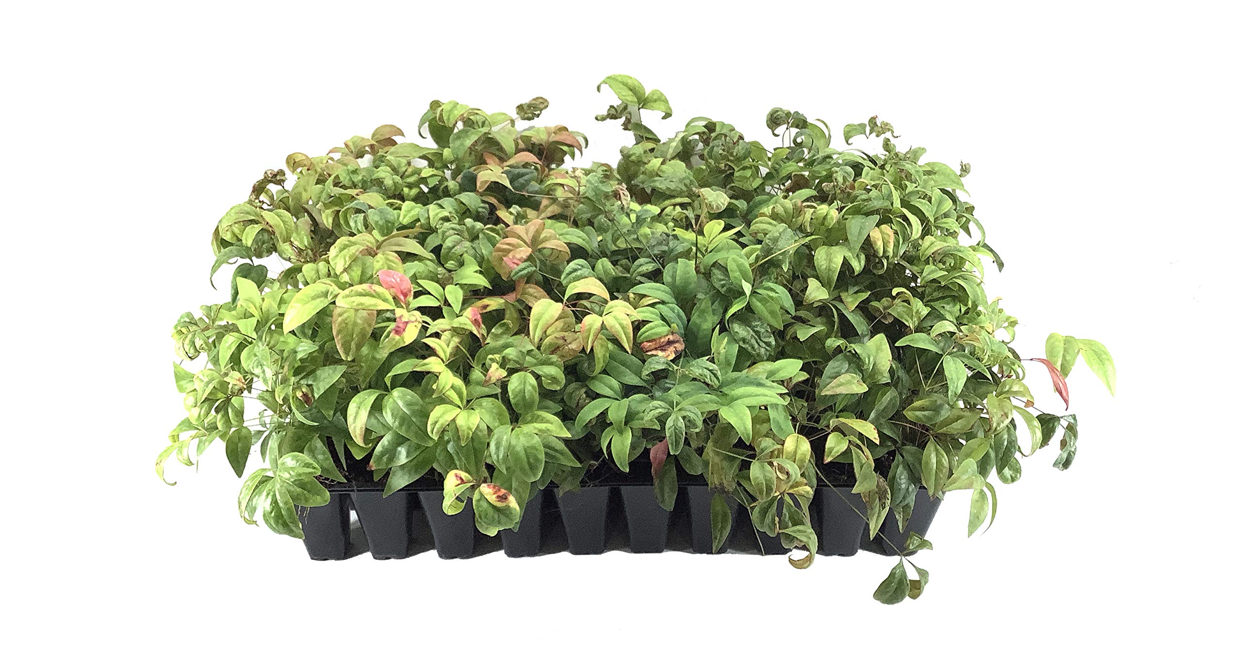 Firepower Heavenly Bamboo 3 Pack