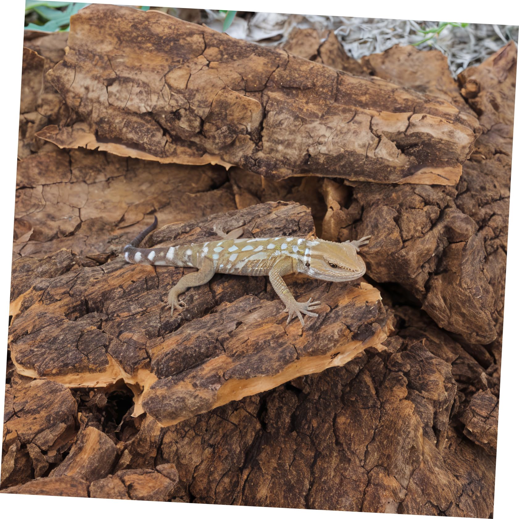 14piezas Plataforma De Trepa para Reptiles Refugio Natural y Decoración para Terrario y Acuario Aislante para Reptiles Espacio De Ocultación para Serpientes y Lagartos