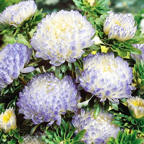 Miniatura 2 de Más de 1000 semillas de flor de aster perenne para plantar al aire libre, flores de aster, arcoíris, jardín, semillas para el hogar, mariposa
