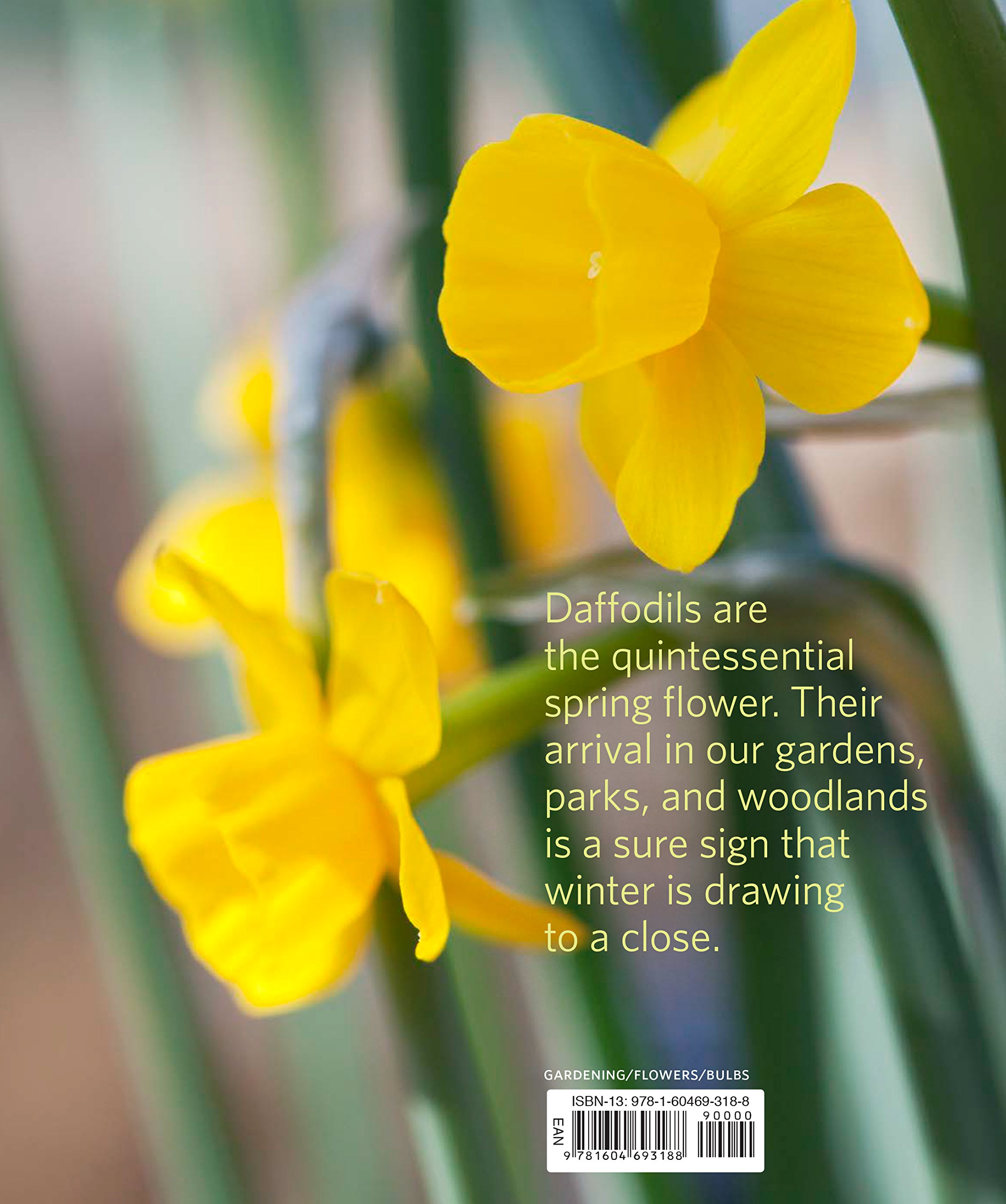 Daffodil: The Remarkable Story of the World's Most Popular Spring Flower