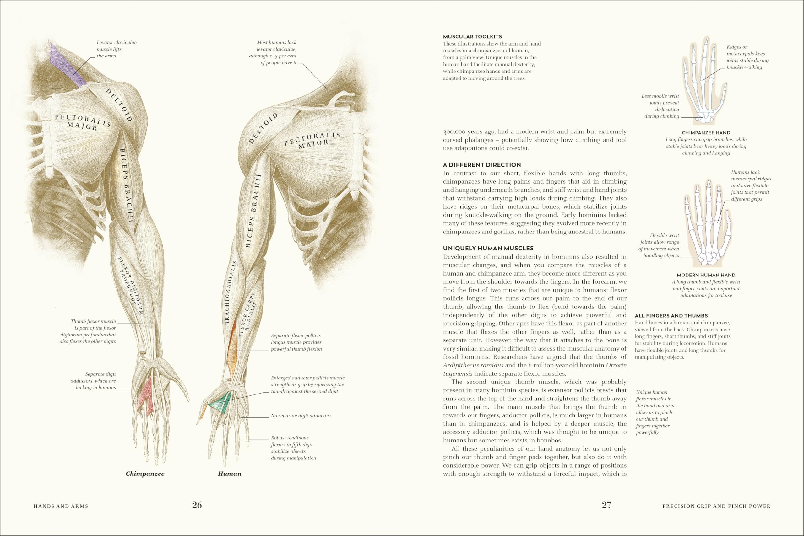 Humans: The Evolution of a Species
