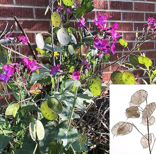 Miniatura 2 de Smoke Camp Crafts Semillas orgánicas de plantas de dinero (Lunaria Annua Violet) 25 semillas (0.02 oz) - Honesty, Moneywort, Moonwort, Silver Dollar