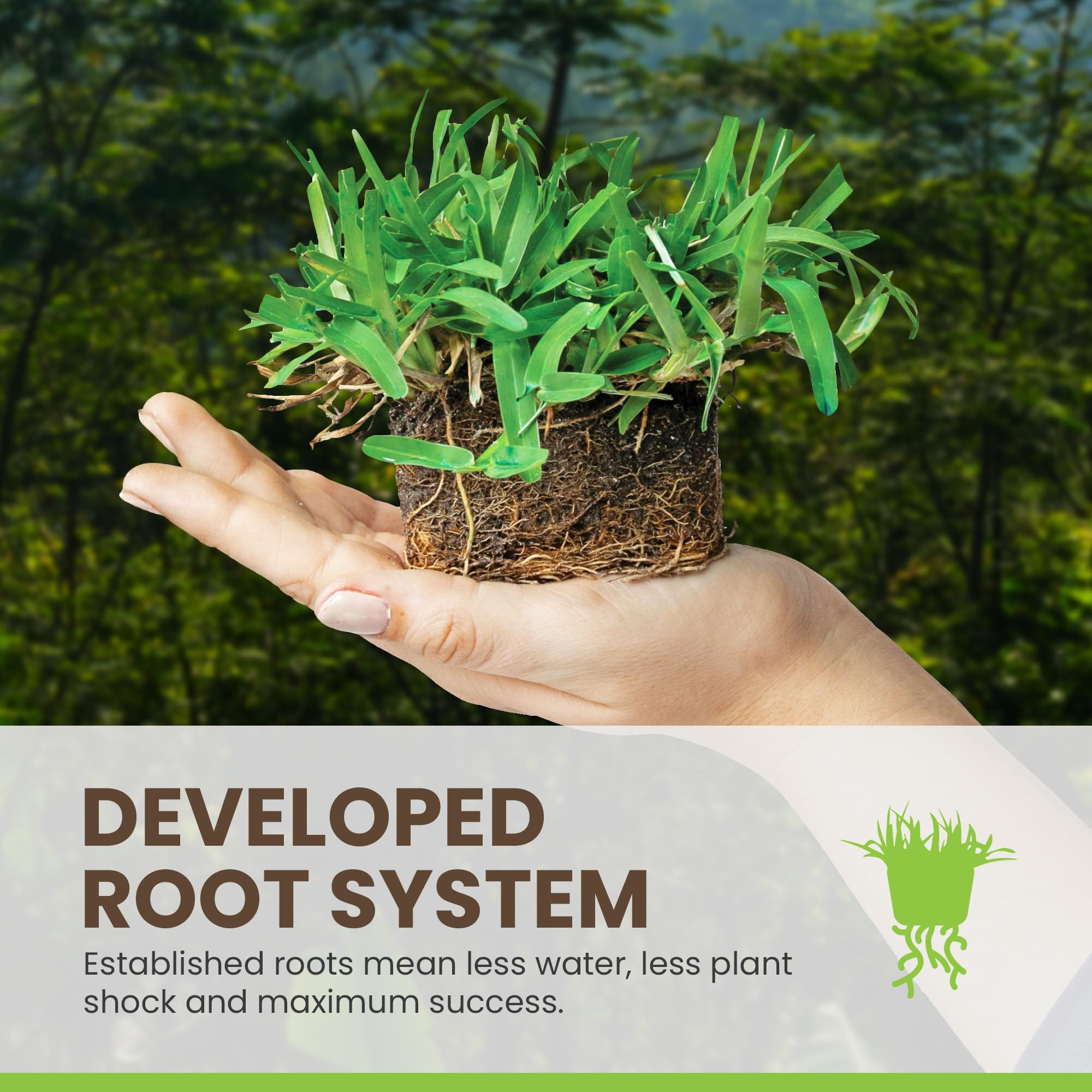 Amazon.com : SodPods® St. Augustine Seville Grass Plugs for Lawn Repair, 3