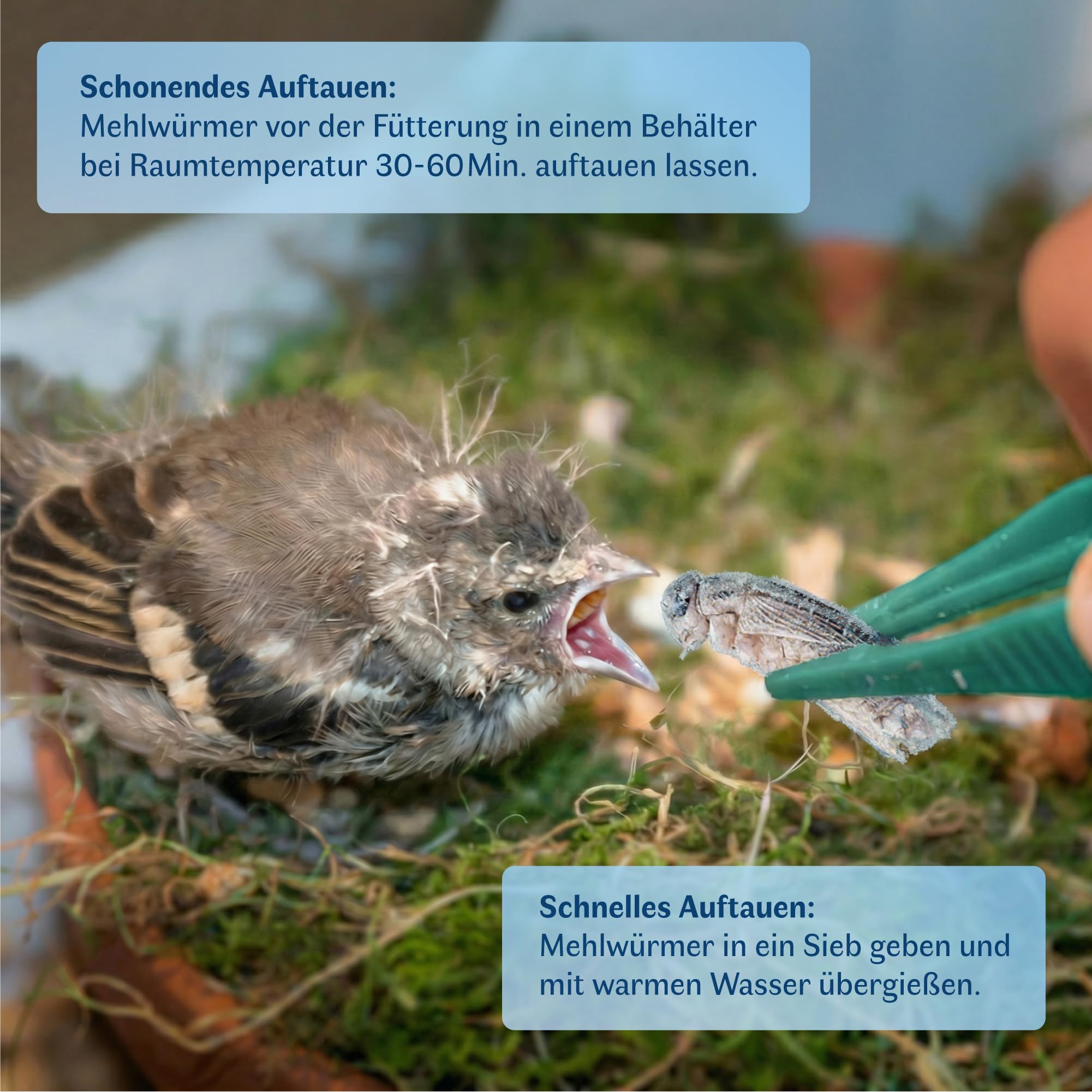 Gefrorene Heimchen – Insekten Vogelfutter für Reptilien, Vögel, Fische & Hühner | Proteinreiche Grillen | Alternative zu Mehlwürmer getrocknet | Made in Germany -2kg groß