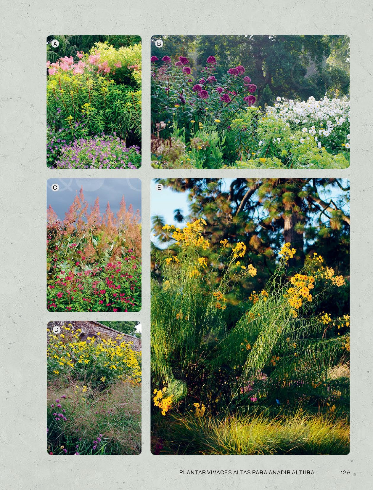 Cultivar plantas vivaces (JARDIN)