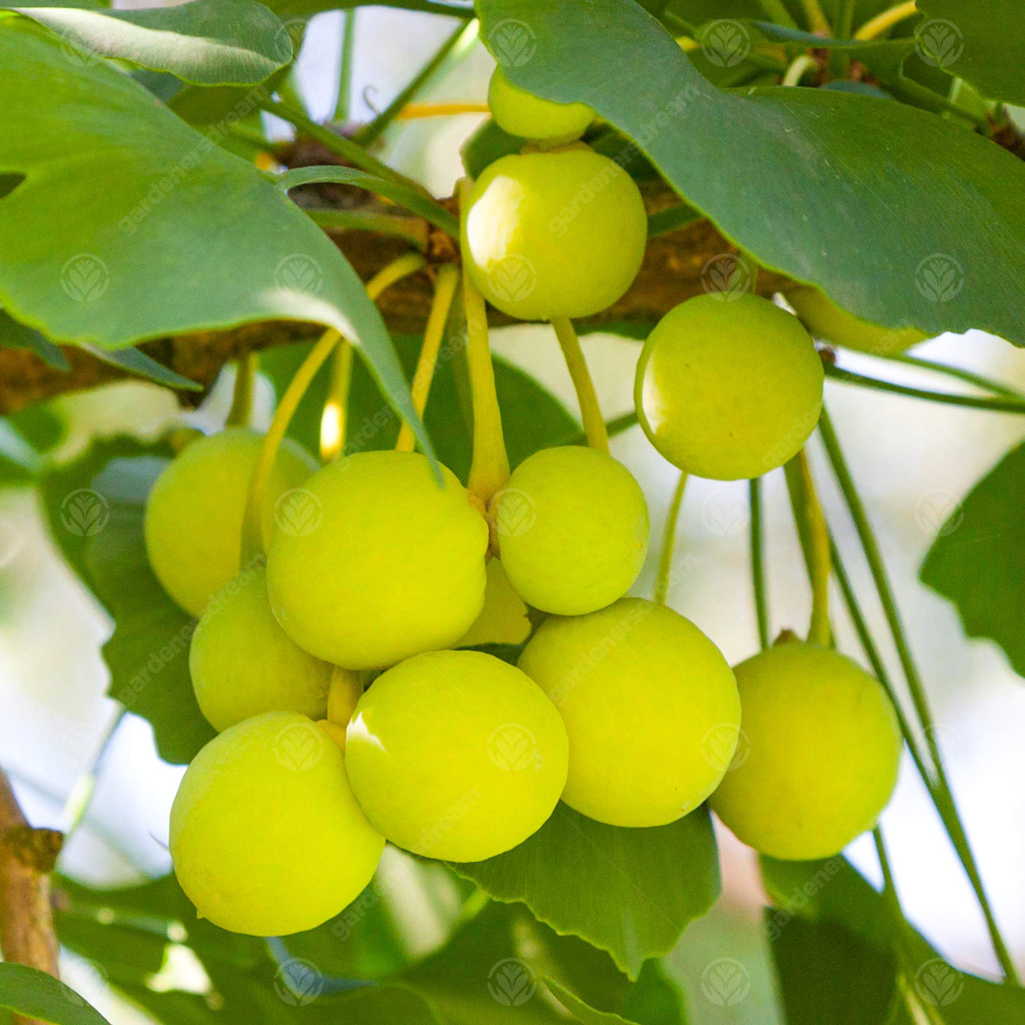 Gingko biloba | Maidenhair Tree | Ornamental Tree | 5-6ft