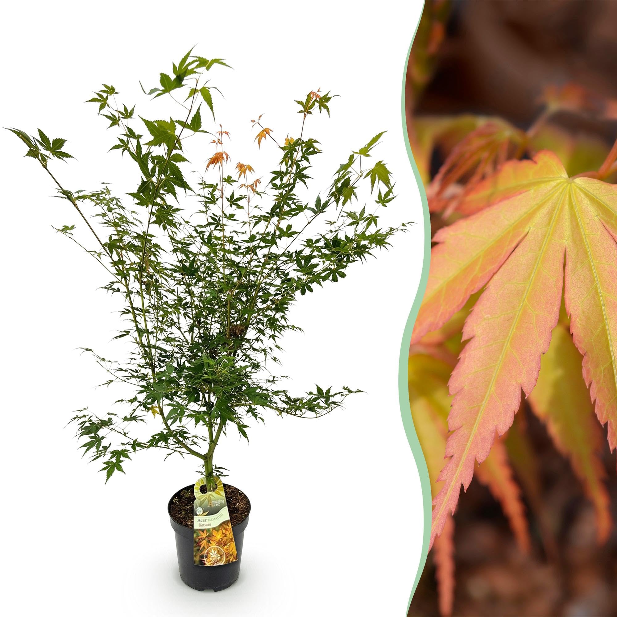 Acer Palmatum Katsura Pianta Esterno, Acero Verde, Vaso 26cm, Altezza 90cm