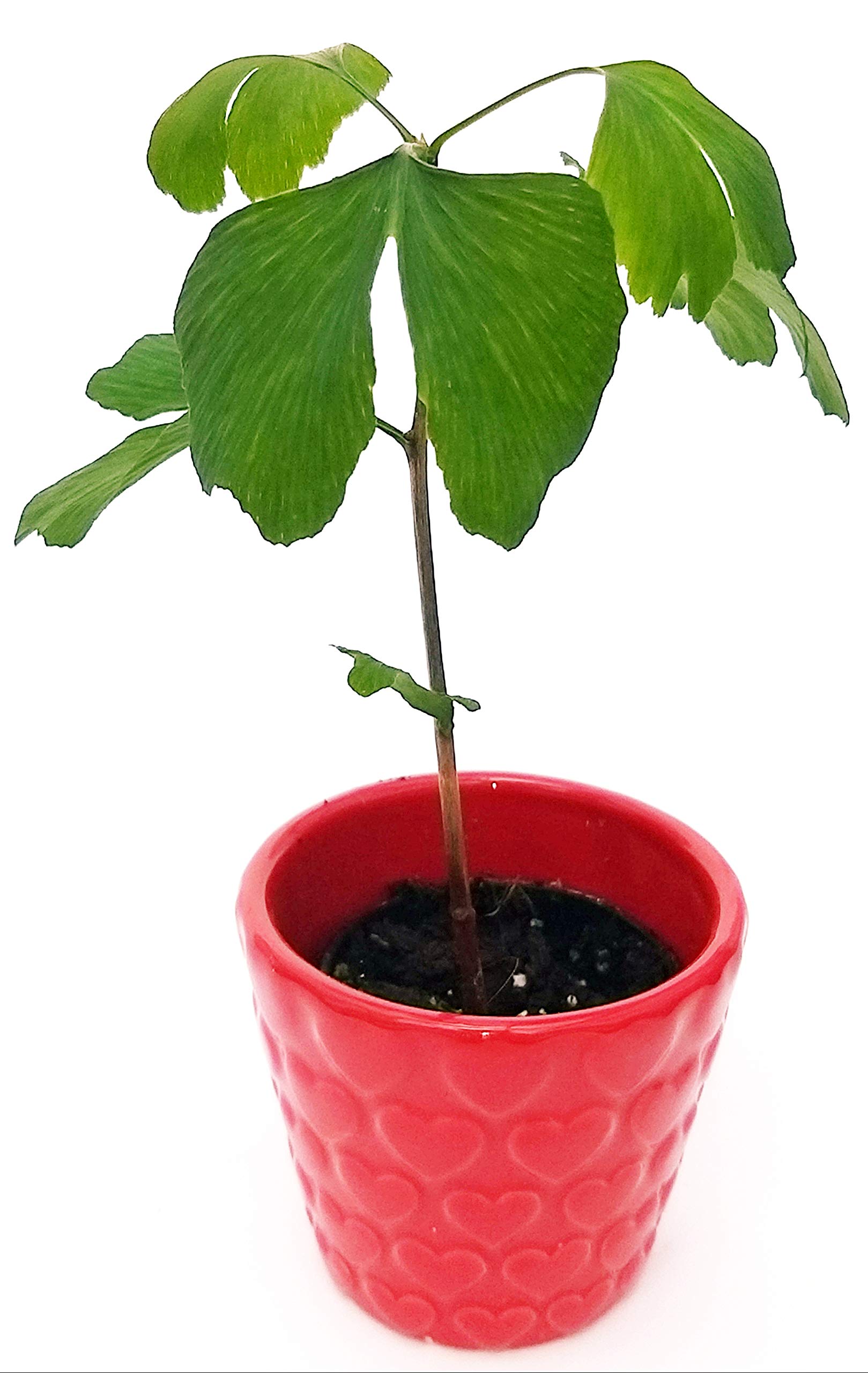 POWERS TO FLOWERS - VASO A CUORI IN RILIEVO MAGIC BIANCO, 4 VASI IN CERAMICA - Powers to flowers - piante e fiori