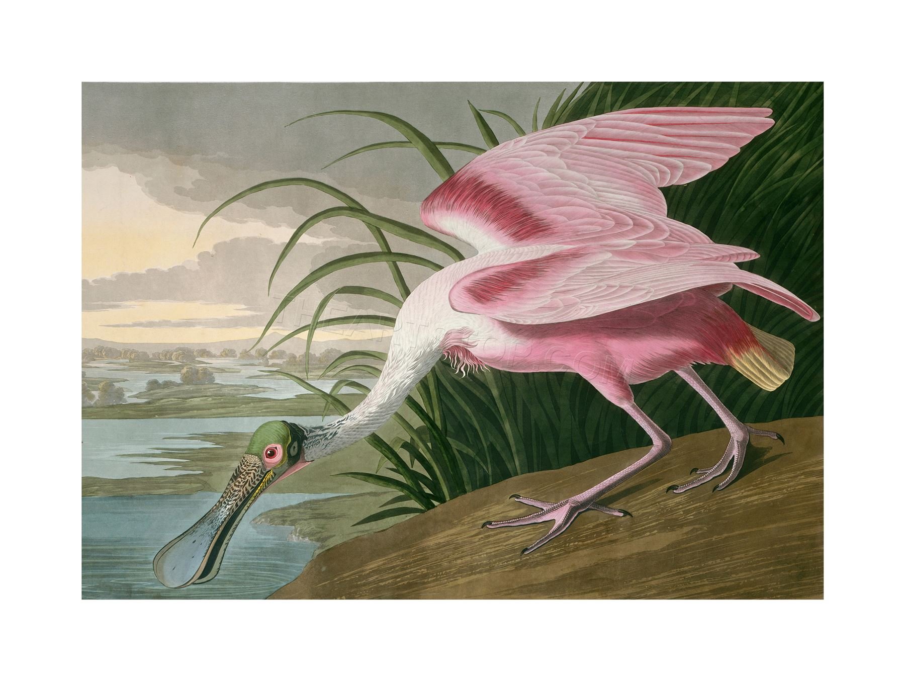 Wee Blue Coo Painting Bird Audubon Roseate Spoonbill Wall Art Print