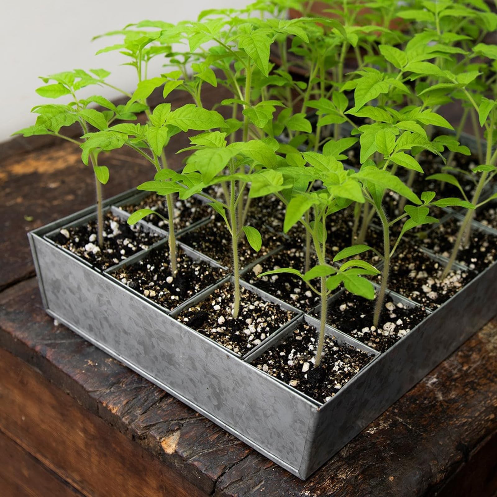 Crocus Collection Set of 24 Metal Galvanised Square Bottomless Grow Pod Planters in Rectangular Reservoir Tray