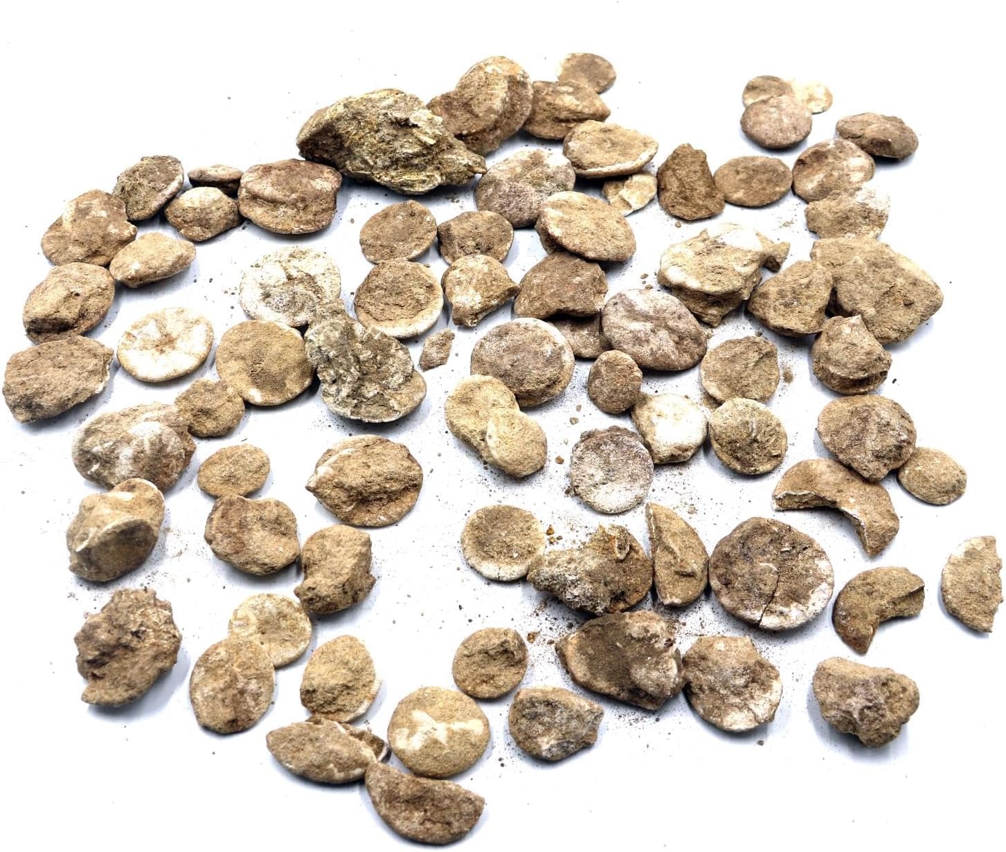 Lot of Unprepared Astrodapsis Starfish Fossils