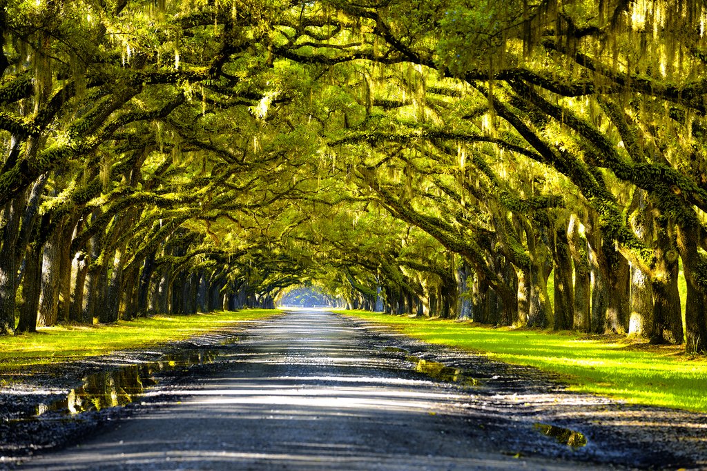 Oak Trees Forming a Canopy Above Southern Road Photo Photograph Cool Wall Art Print Poster 18x12