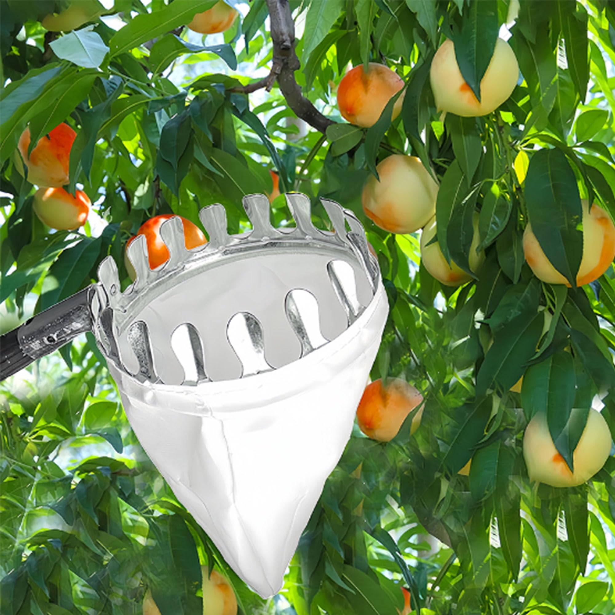 Raccoglitrice con Palo, Raccoglitore di Frutta Bastone, Raccogli Frutta, Raccogli Frutta Telescopico, Raccoglitore di Frutta Ad Alta Quota, Salvaspazio, Strumenti Pratici del Frutteto