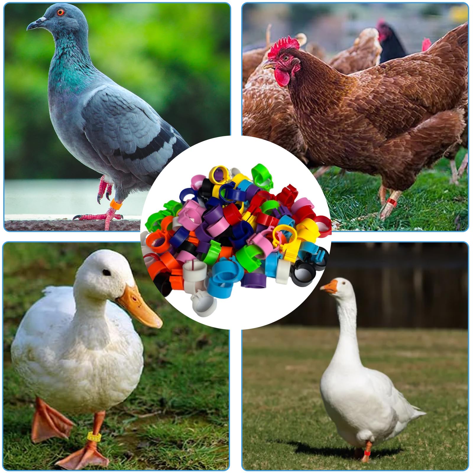 100 Anelli colorati in plastica da 10 mm per gambe di piccioni senza riconoscimento baionetta. Disponibili 10 colori, perfetti per viaggiatori e piccioni da compagnia.