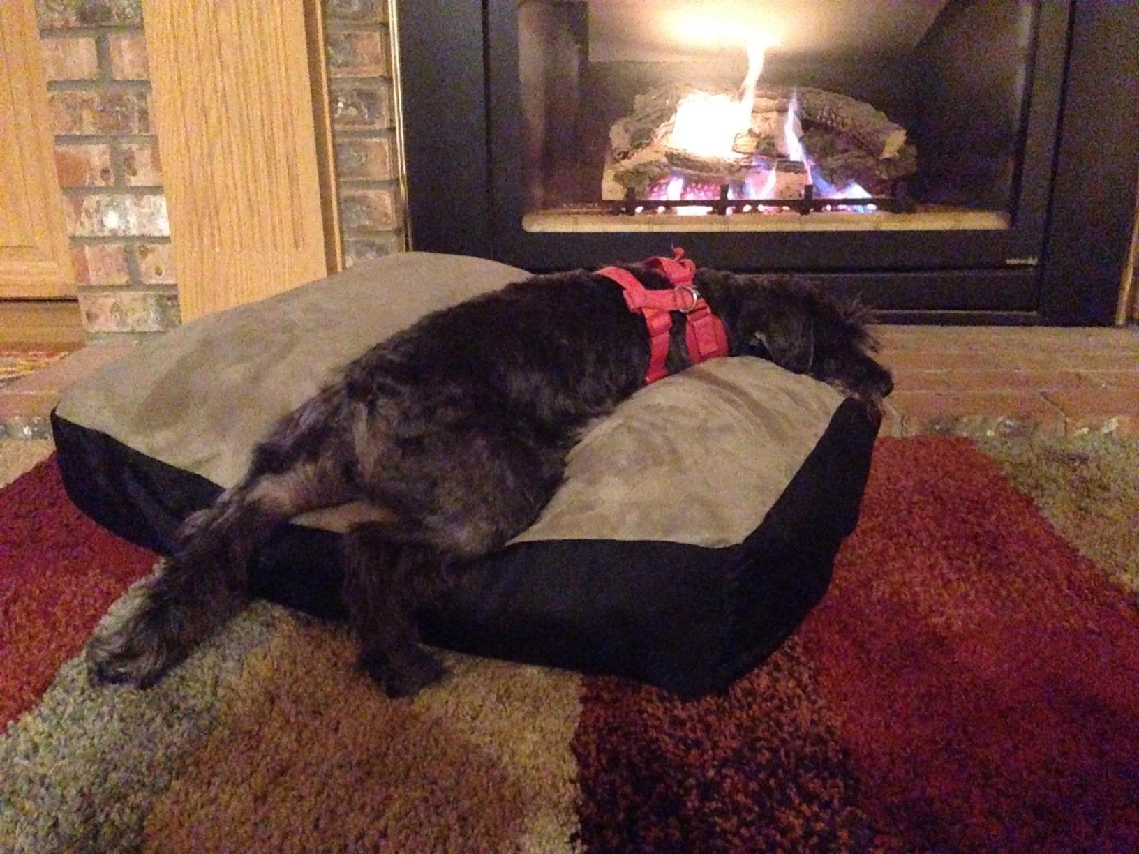 Big Shrimpy Original Faux Suede Premium Dog Bed Medium