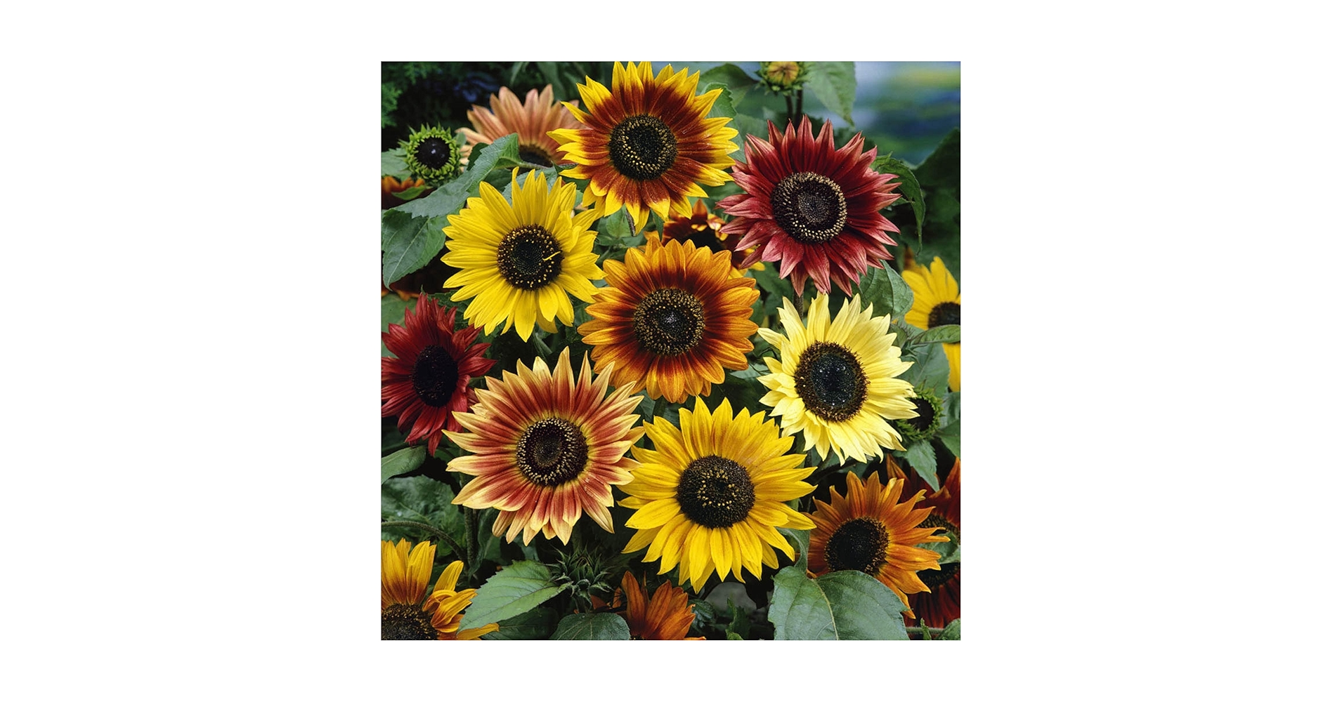Amazon.com : CHUXAY GARDEN Mini Multi-Colored Dwarf