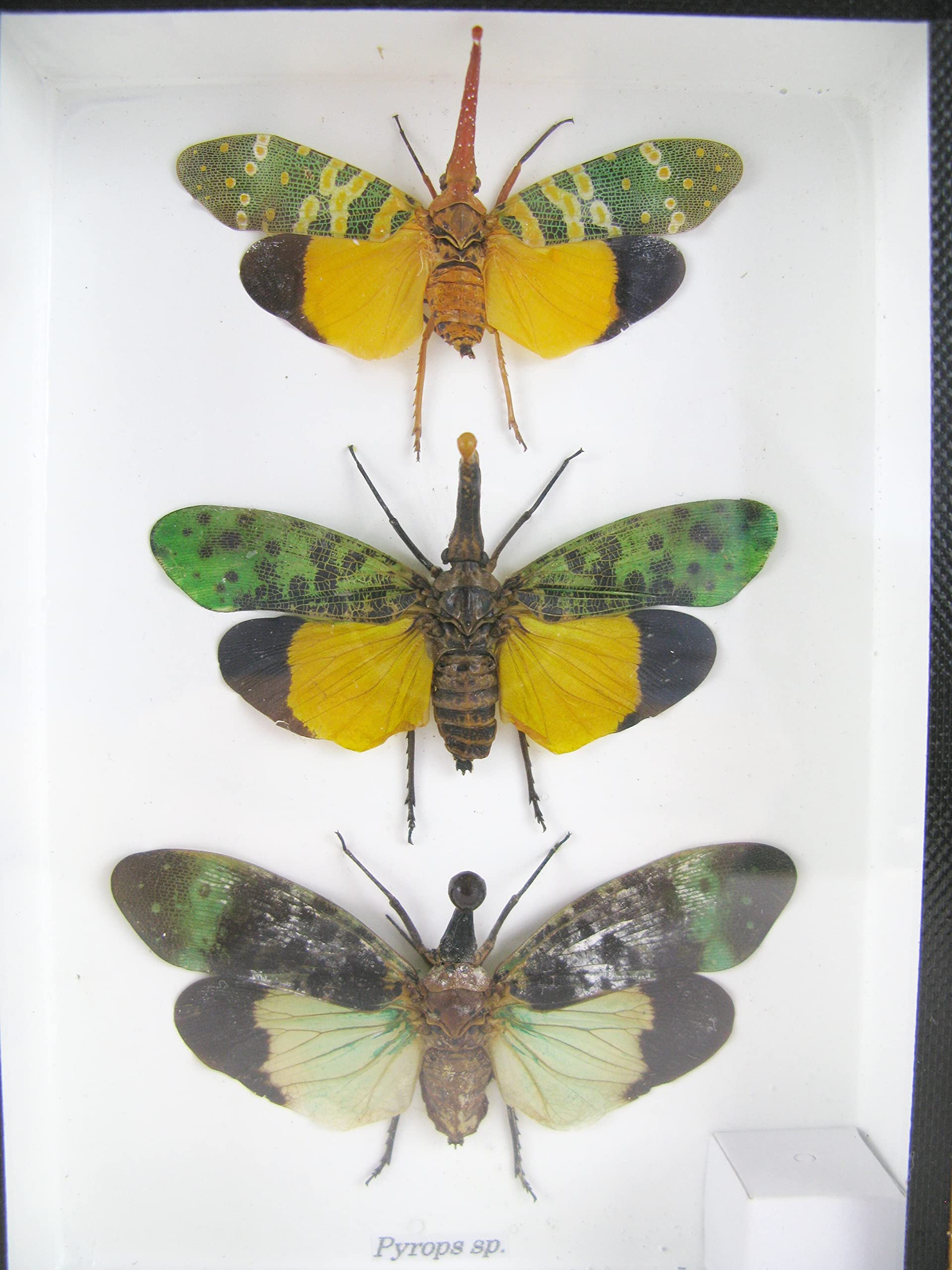 asiahouse24 Echte wunderschöne Insekten im 3D Schaukasten - gerahmtes Wandbild - Taxidermie - Entomologie - (3x Zana nobilas - Pyrops sp.)