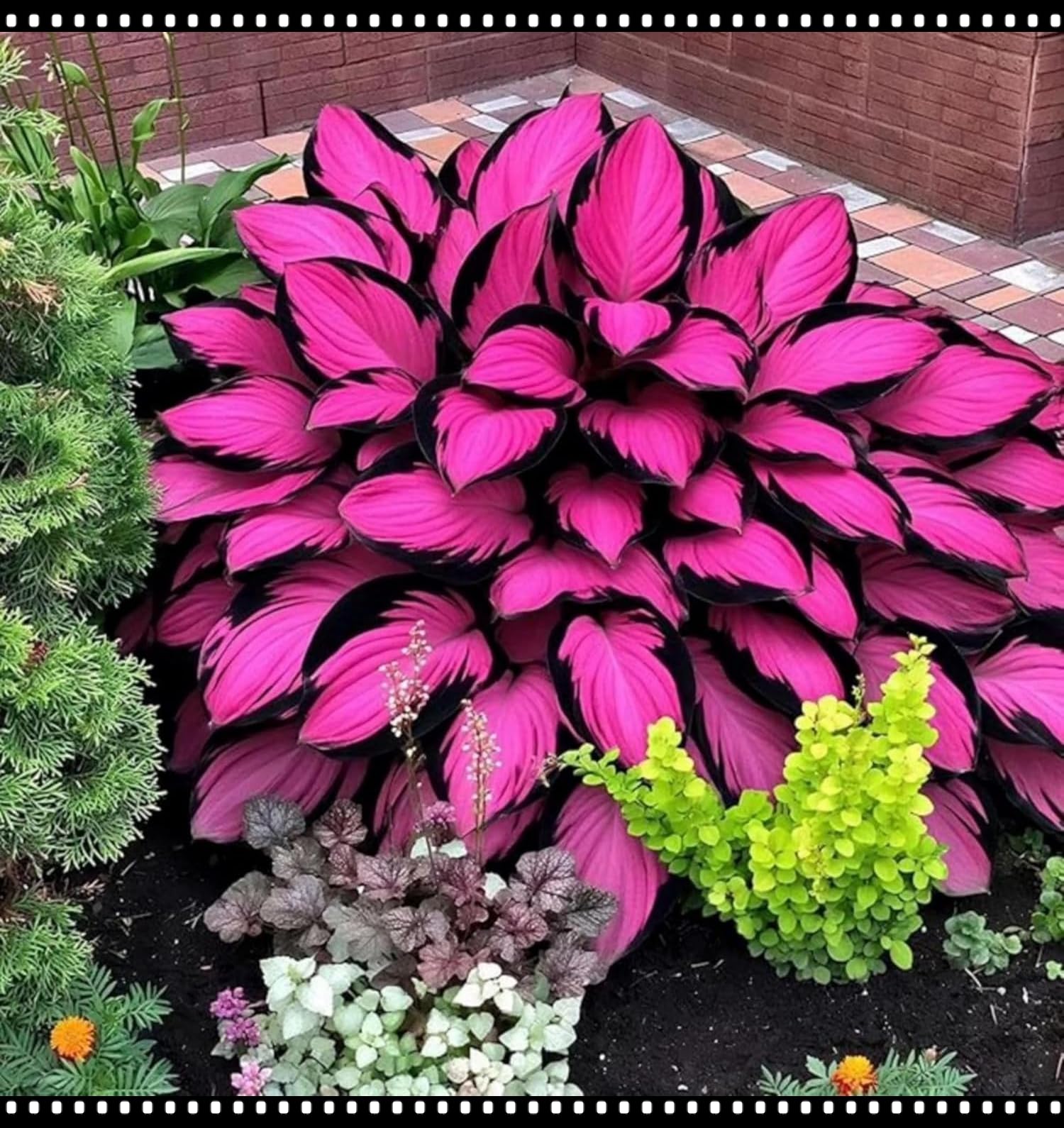 Variegated Hosta, Golden-Edged Hosta Rhizome, Easy-to-Grow Indoor and Outdoor Ground Cover Plant/Hardy Perennial, Excellent Display-10 hosta Bulbs-J