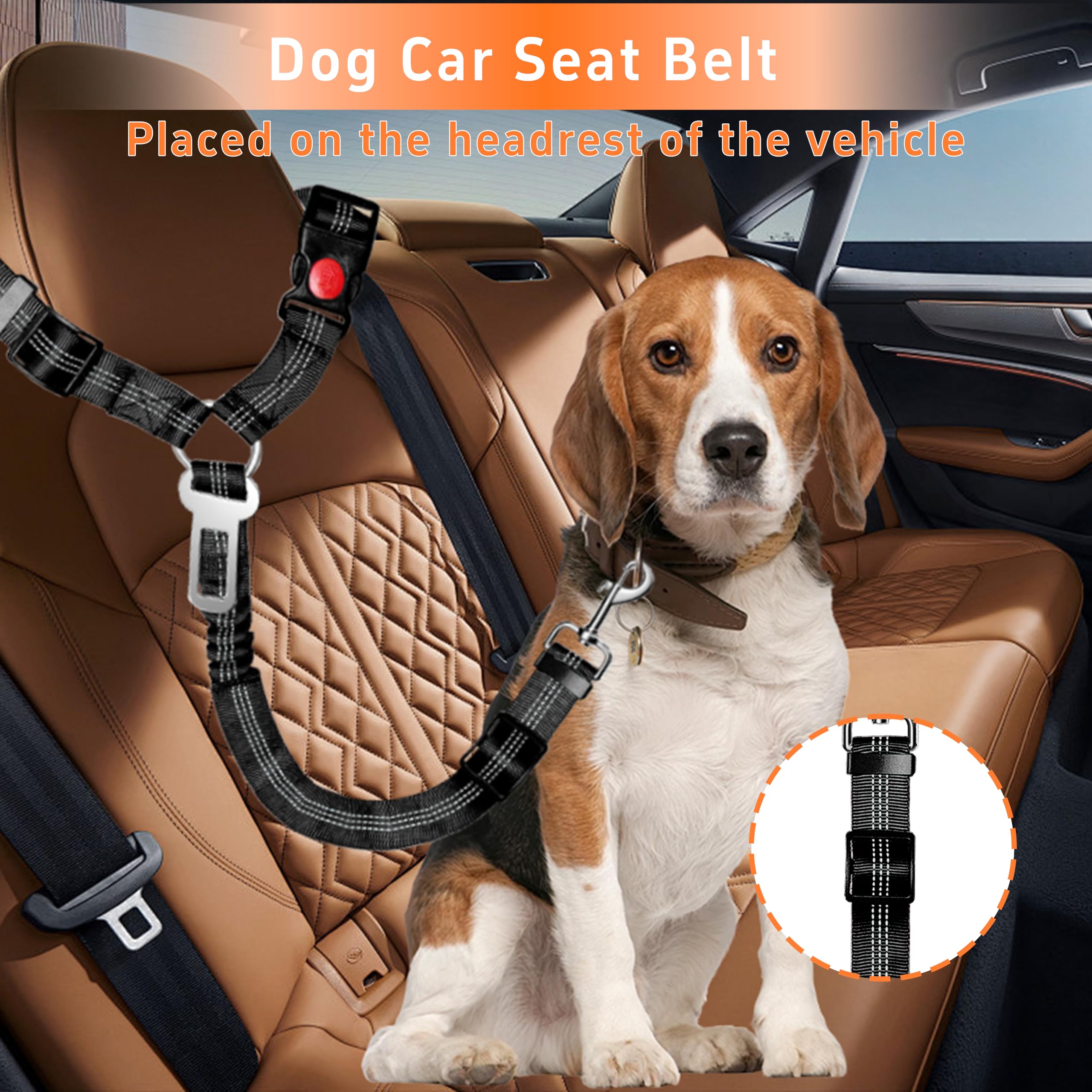 front dog seat belts