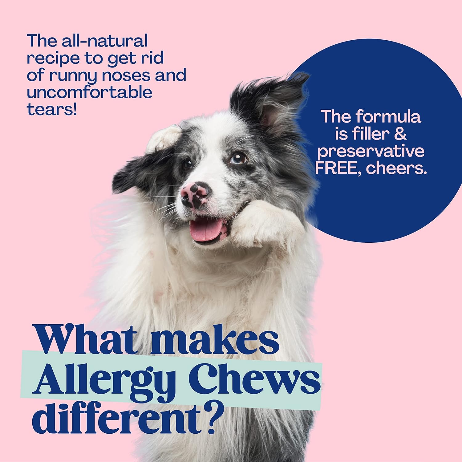 Buy Fifth & Fido Anti Itch for Dogs Dog Allergy Chews, Dog Allergy