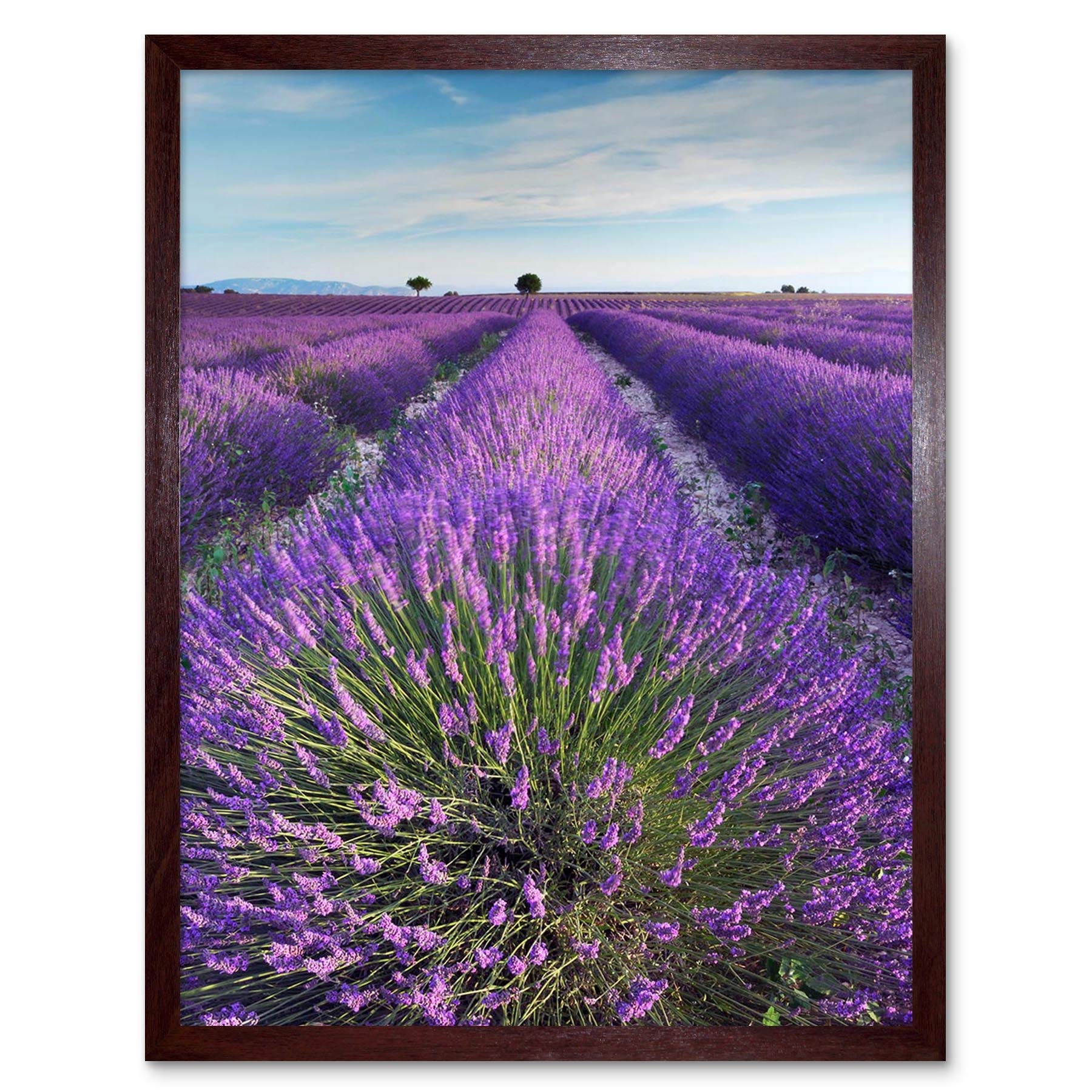 Wee Blue Coo Lavender Field Provence France Morning Flowers Art Print Framed Poster Wall Decor 12X16 Inch