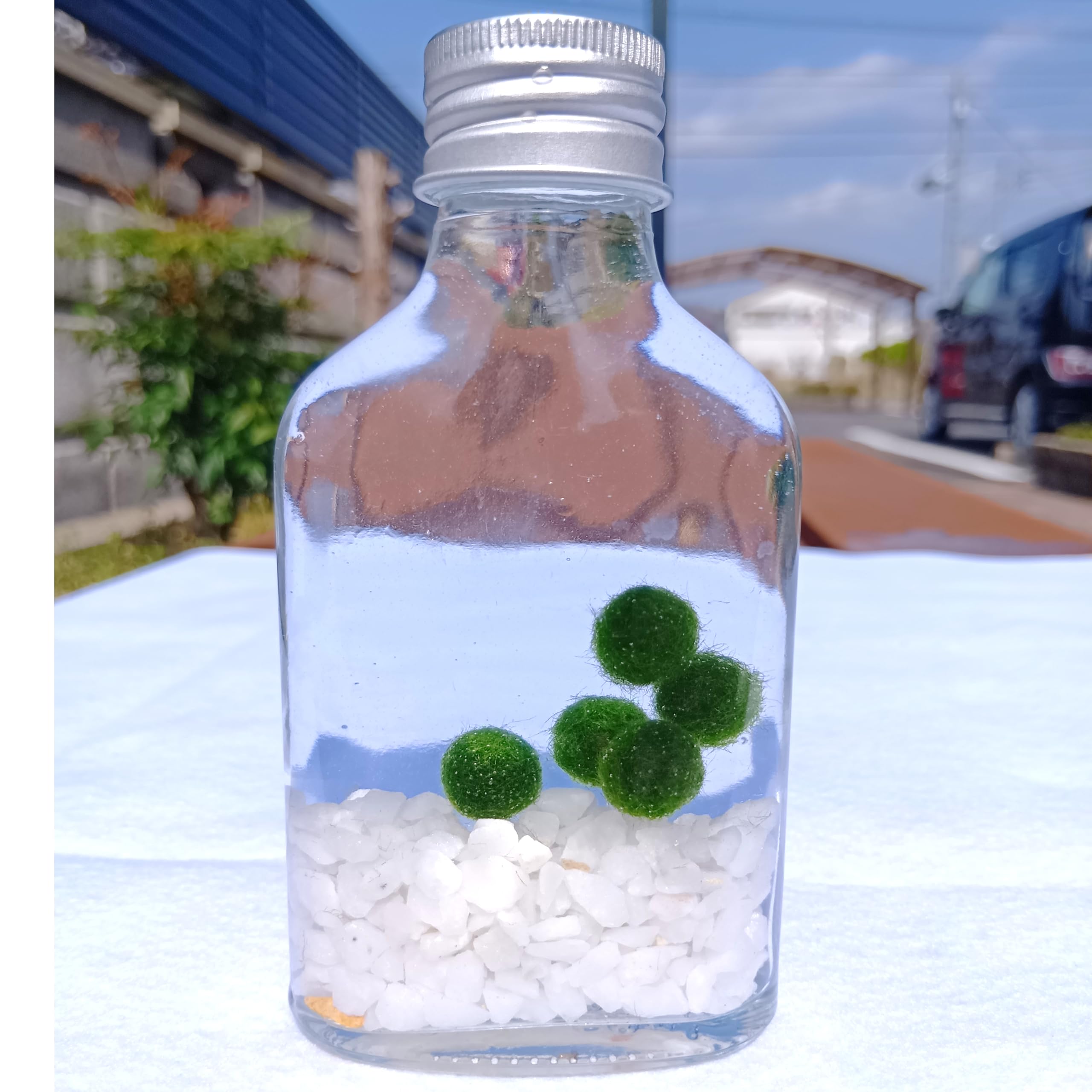 まりも　ミニ提灯 imgrc0097560093.jpg