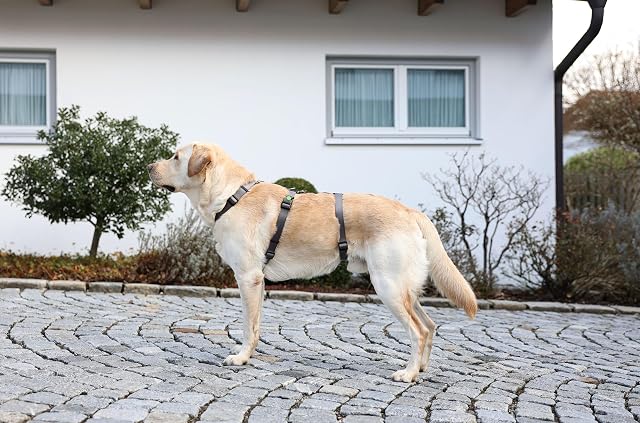 Foto 6 de 6 de Kerbl Pet Arnés antipánico para Mascotas Kerbl, Color Gris, Circunferencia del Cuello: 38-52 cm
