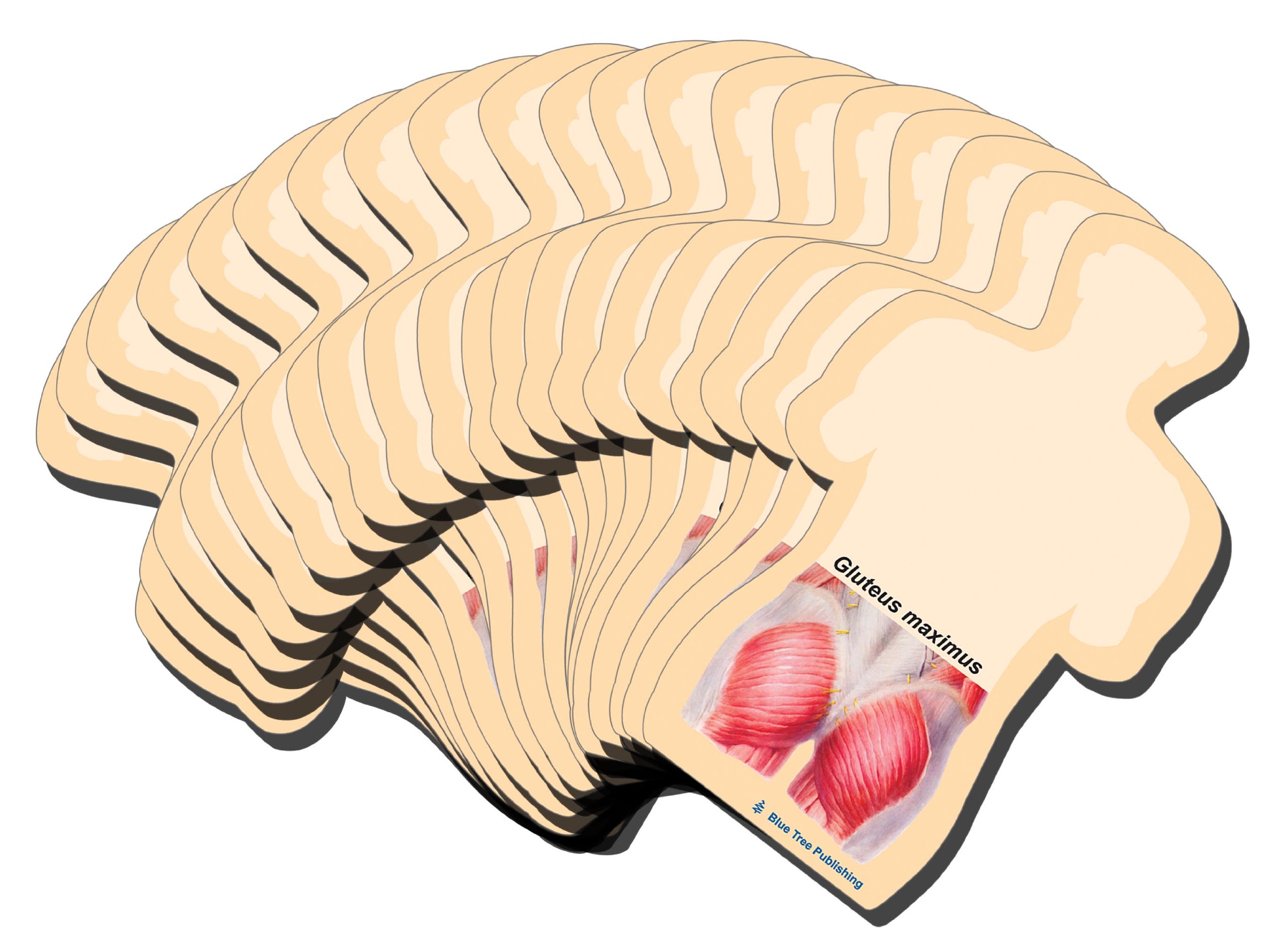 Gluteus Maximus Sticky Notes Or A Tight Muscle Butt Note | Desertcart Guyana