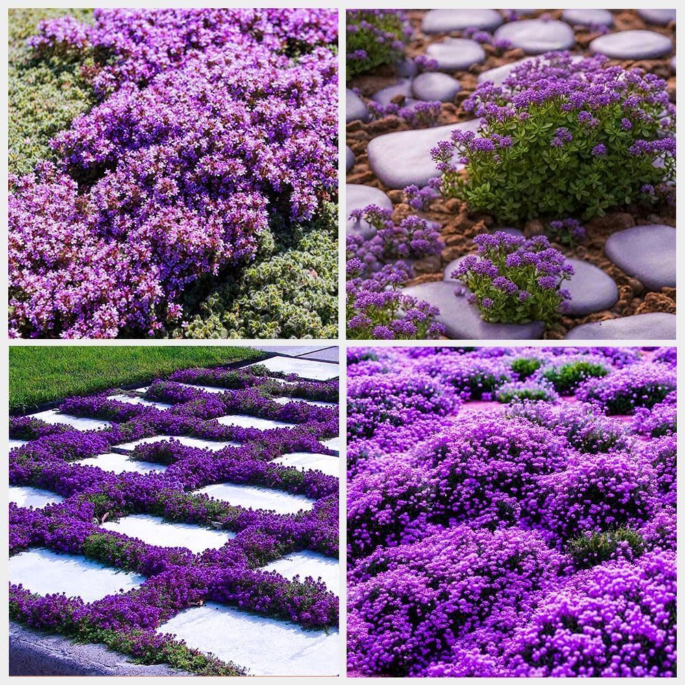20000+ Stck Lila Kriechender Thymian, Bodendecker Winterhart Mehrjhrig :  Amazon.de: Garten