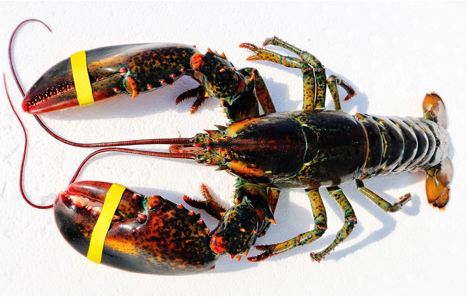 Live Wild Caught Maine Lobster Approx. (1.5 lb. ea., 6 lobsters about 10lb) Express Shipped Chilled