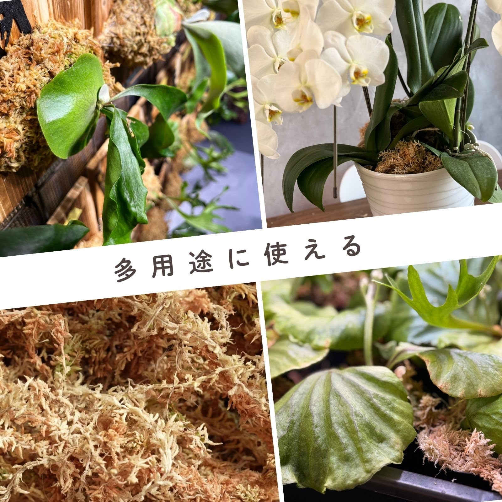Amazon | 園芸用水苔 ニュージーランド産 AAA プレミアム ハイグレード