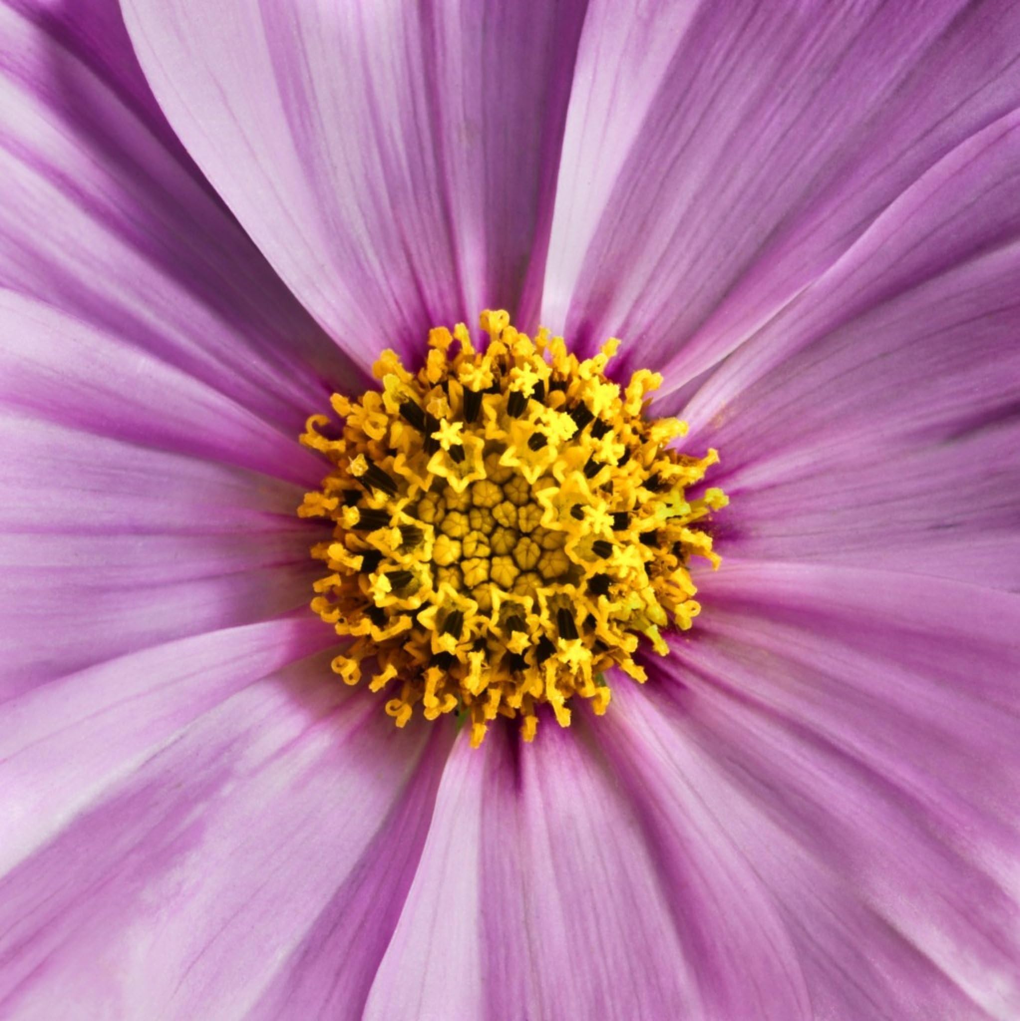 Wallpaper โ Photo Wallpaper Flowers Cosmos Wallpaper On Demand Berlin Bipi Nnatus No. 19318, Fleece, 325.5 x 325.8 cm