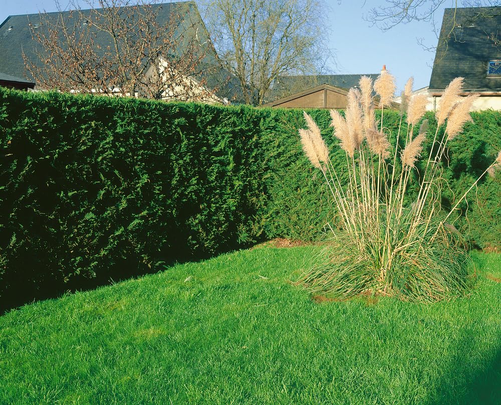 [x10] Green Leylandii | Hedging Conifers | Evergreen | 30-60CMS | P9 POTS