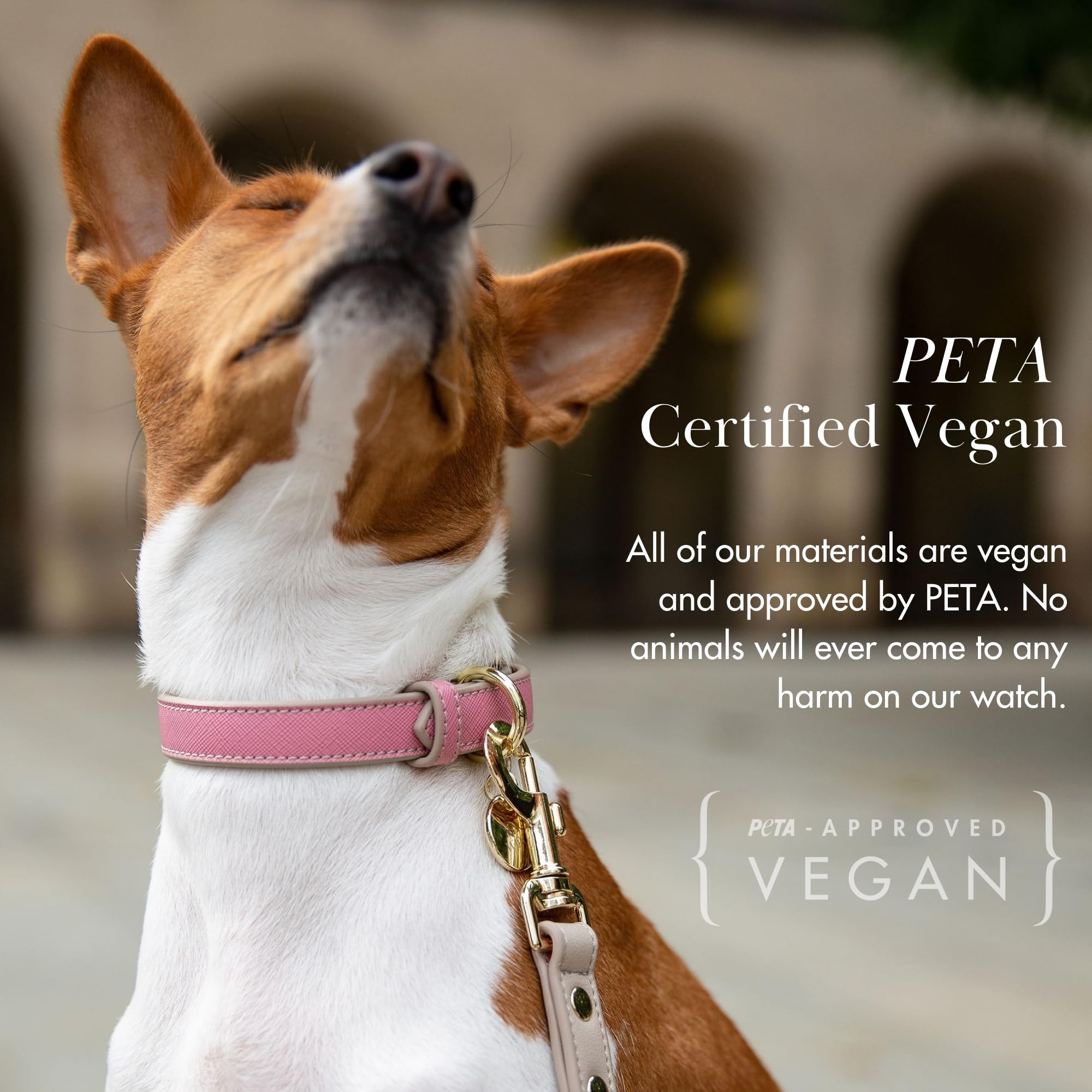 NINA WOOF Rio Hundehalsband aus Veganem Leder – Gepolstertes Luxus-Halsband Mit Verstellbarer Schnalle – Für Kleine Bis Große Hunde