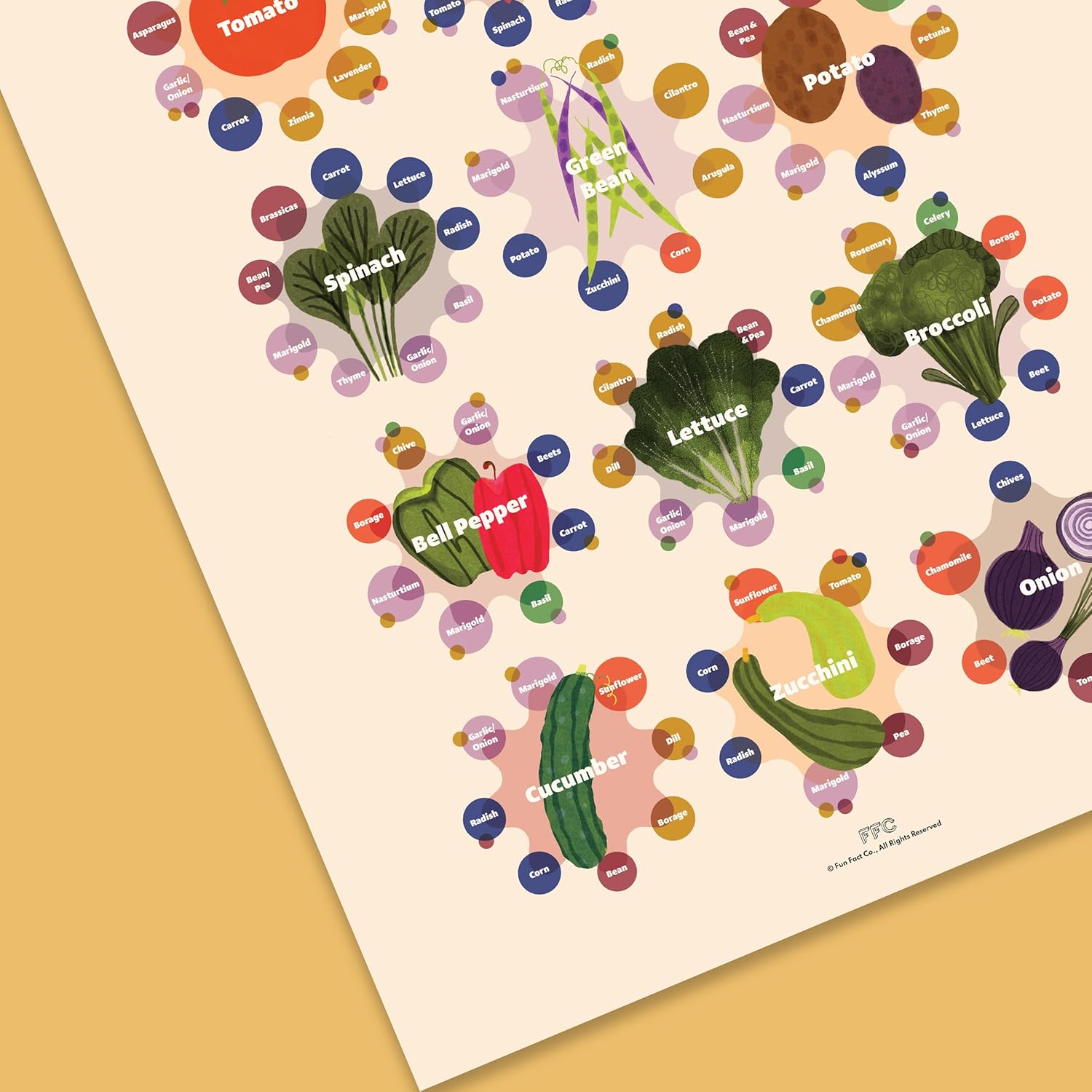 Fun Fact Co. Companion Planting Infographic Art Print, Illutrated Companion Plants Reference Poster, Gardening Gift, Helpful Garden Decor (12x16)