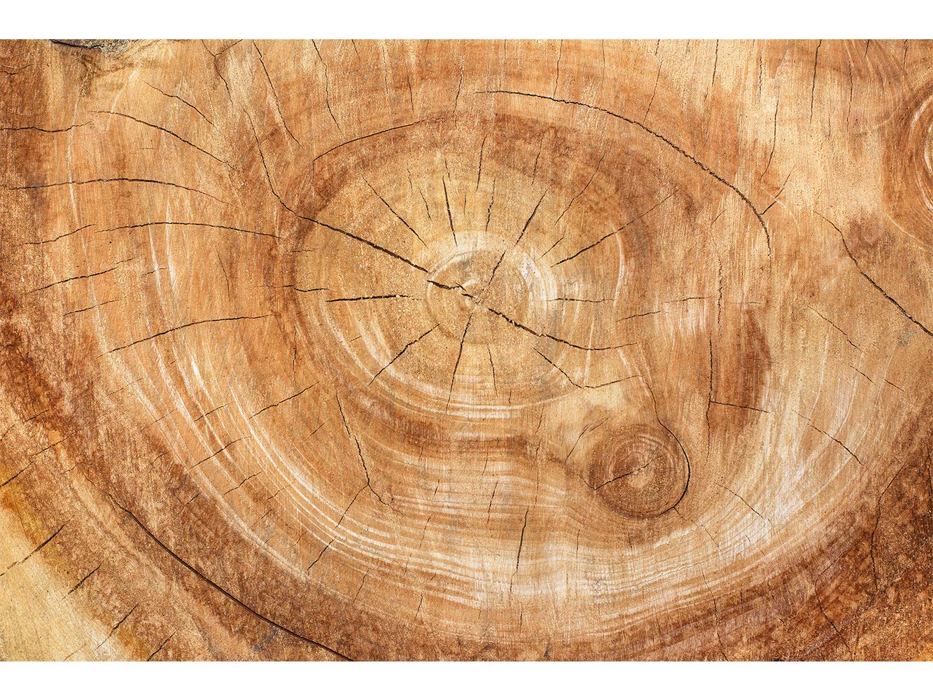 Oedim Cabecero Cama PVC Impresión Digital sin Relieve Tronco Madera 135 x 60 cm | Disponible en Varias Medidas | Cabecero Ligero, Elegante, Resistente y Económico