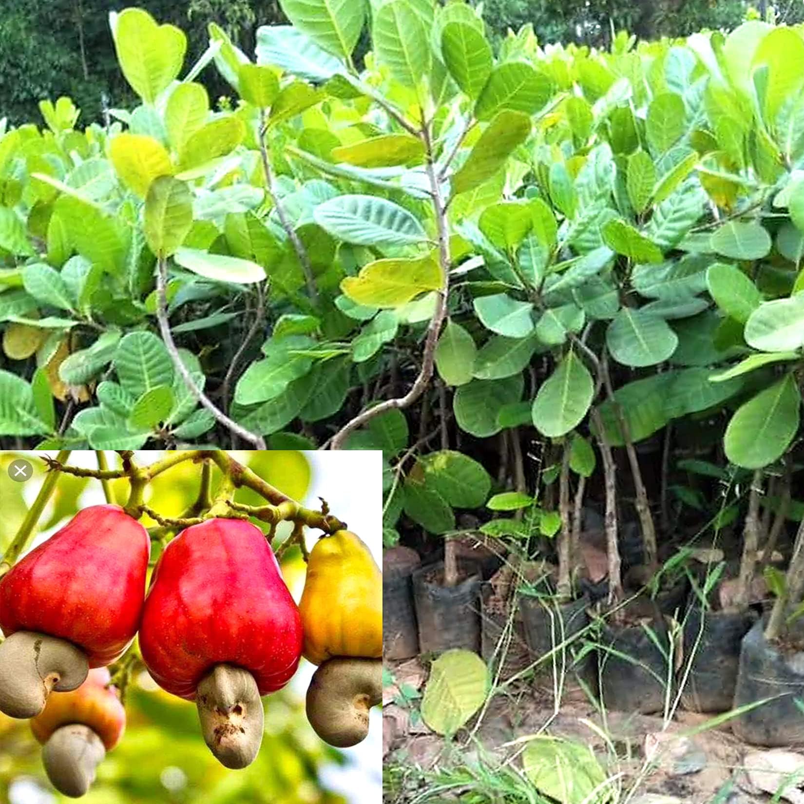 Cashew plant live grafted (Pack of 2) (B0CXF37PW2) Amazon Price History, Amazon Price Tracker