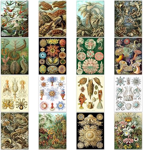 Artery8 Ernst Haeckel Kunstformen Der Natur Plates Nature Vintage Various Biology Art Print Poster Home Decor Premium Pack de 16
